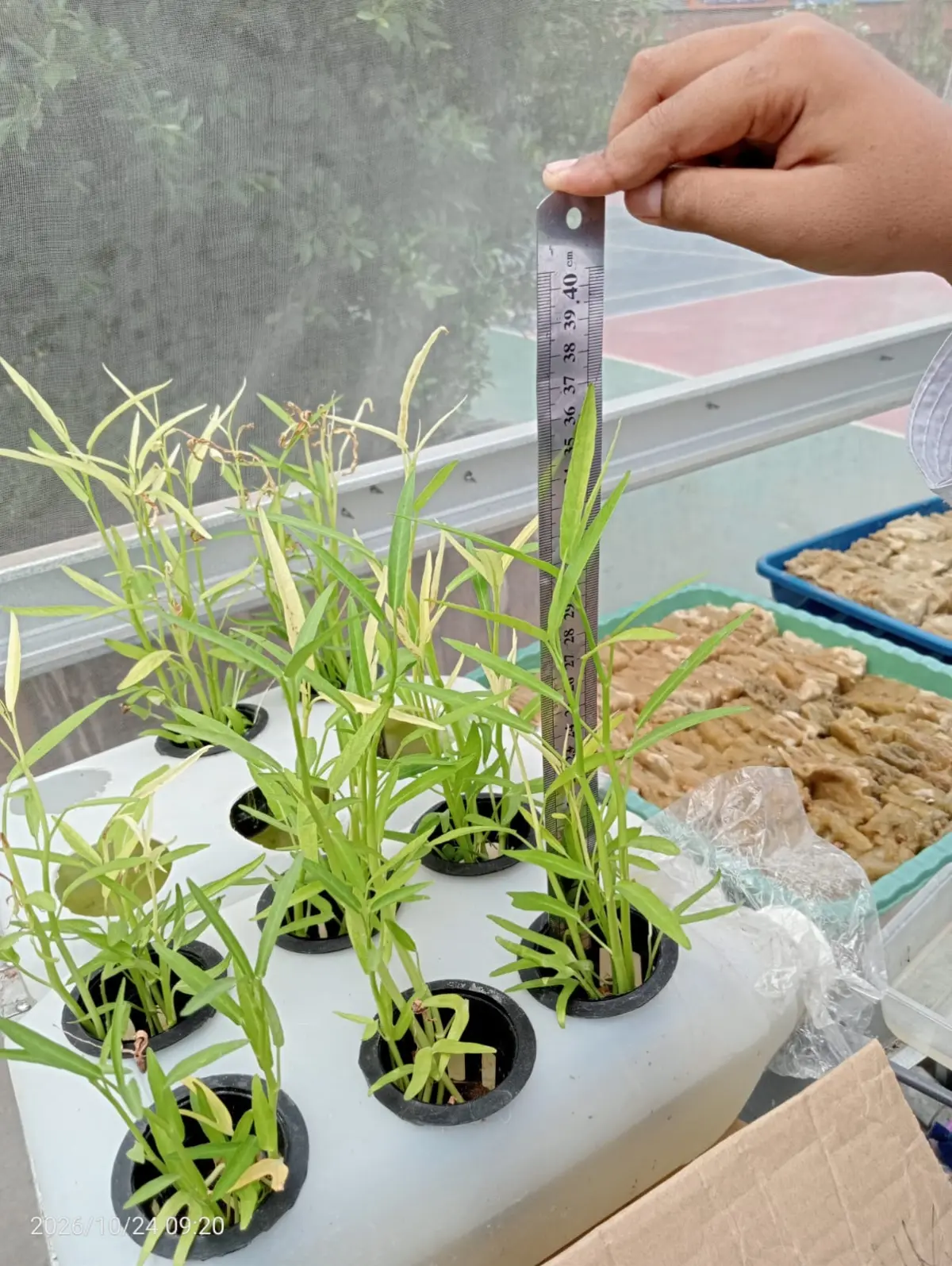 Lahan Urban Farming SDN Cipulir 03