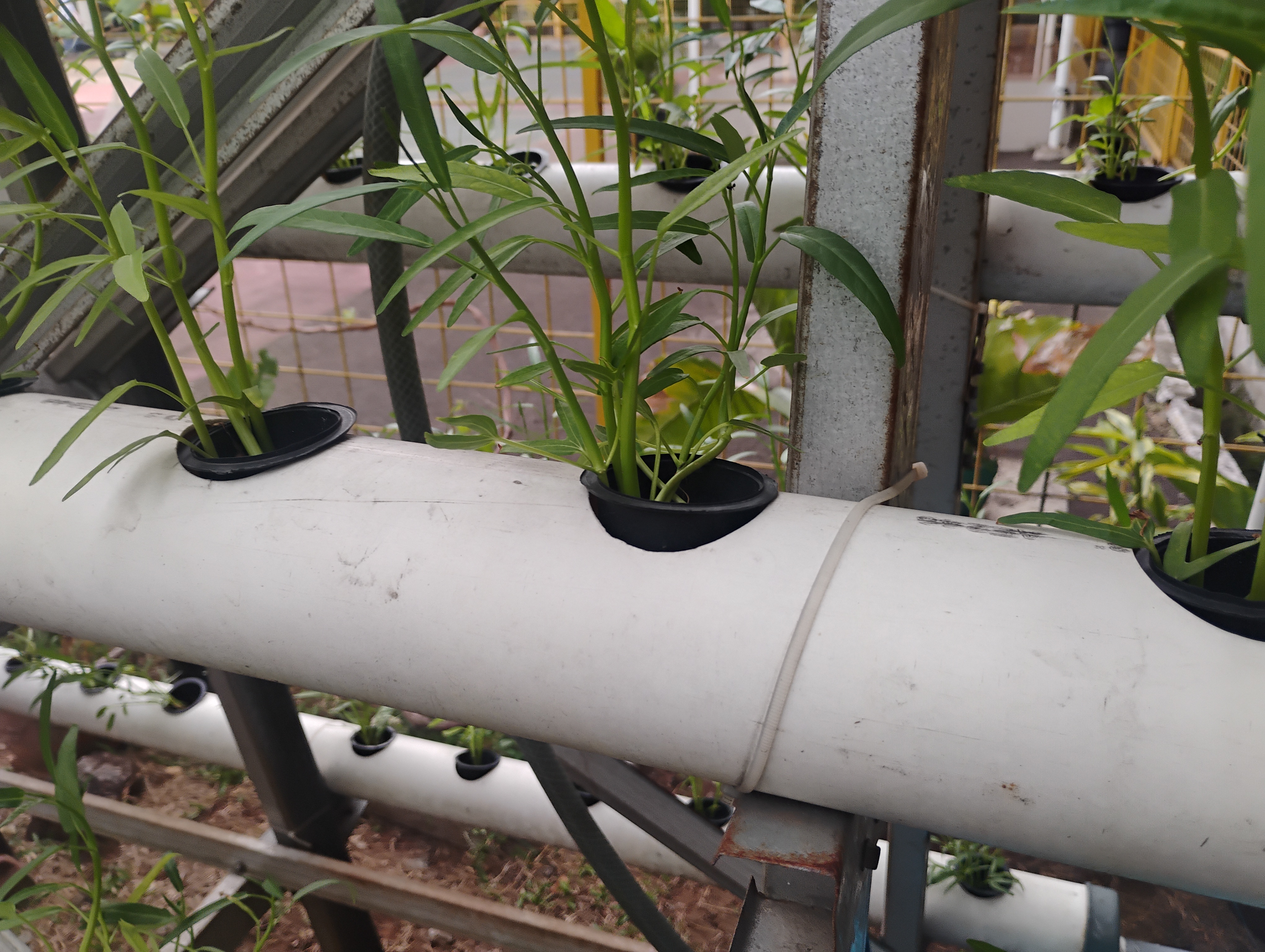 Lahan Urban Farming SMKN 62 Jakarta