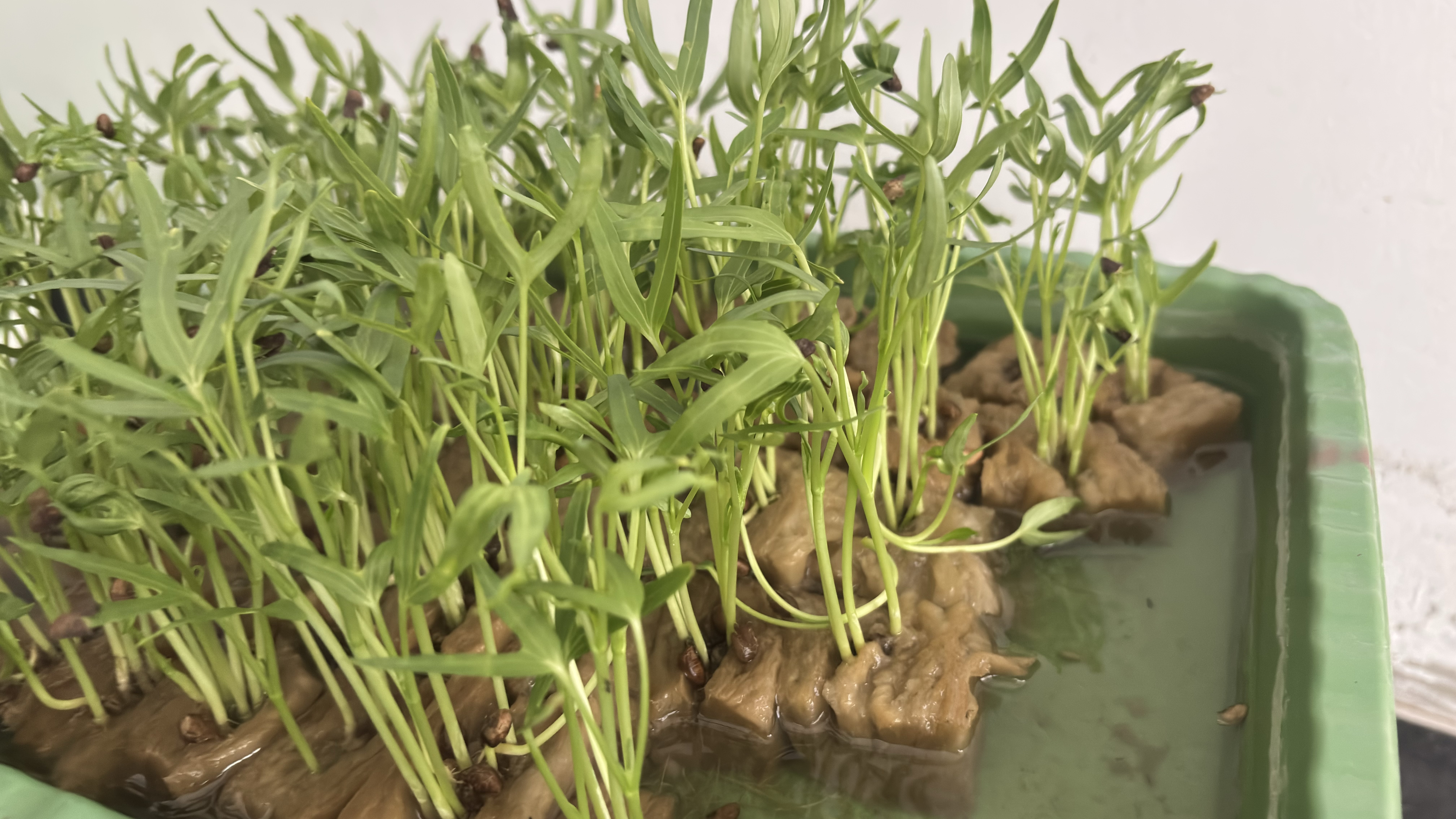 Lahan Urban Farming SMAN 116 Jakarta
