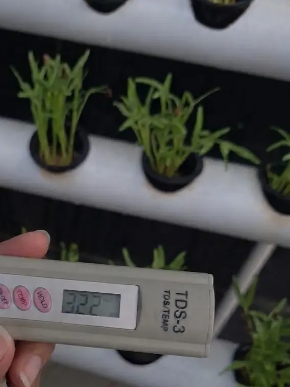 Lahan Urban Farming SMKN 20 Jakarta