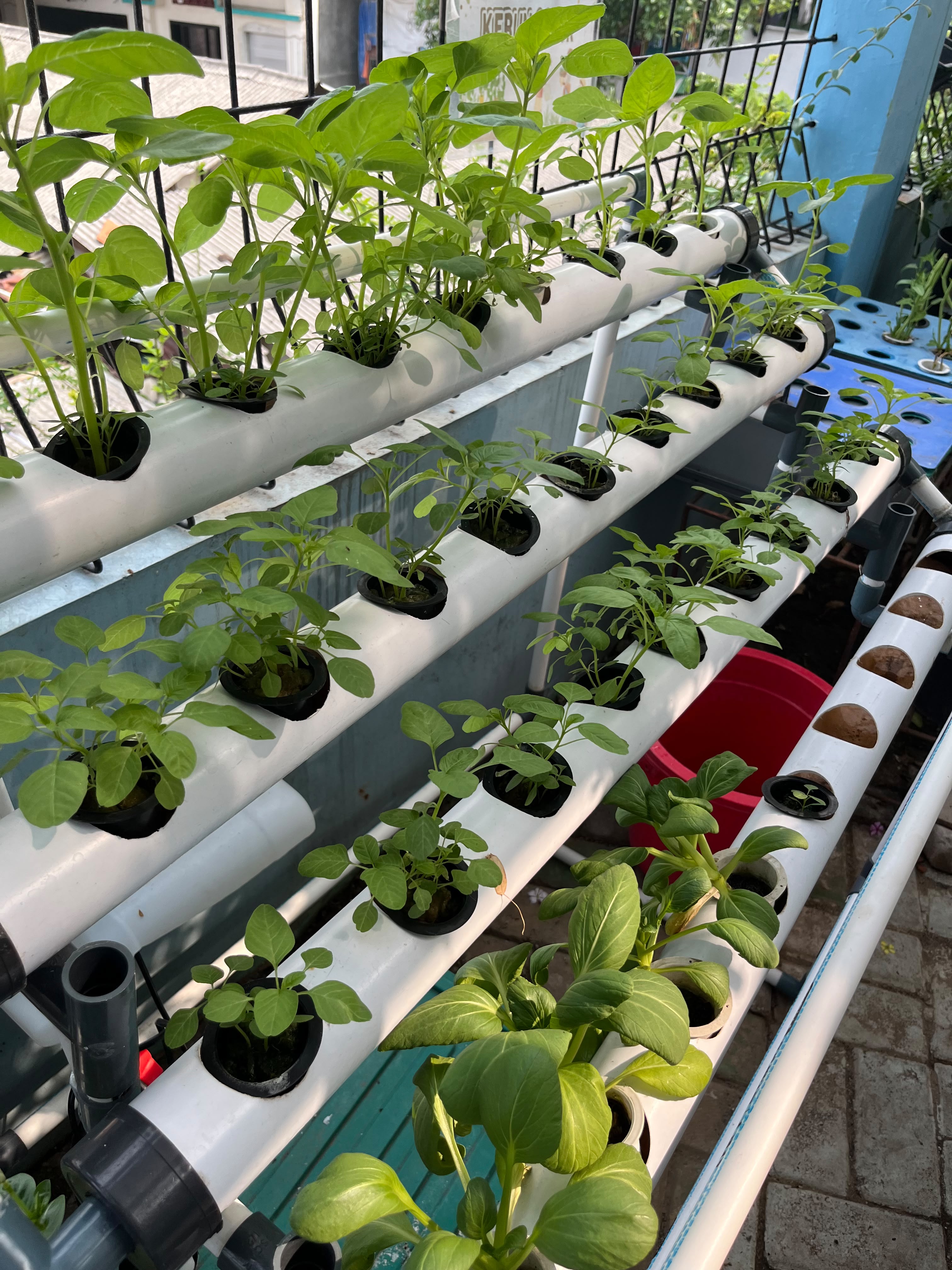 Lahan Urban Farming SMKN 43 Jakarta