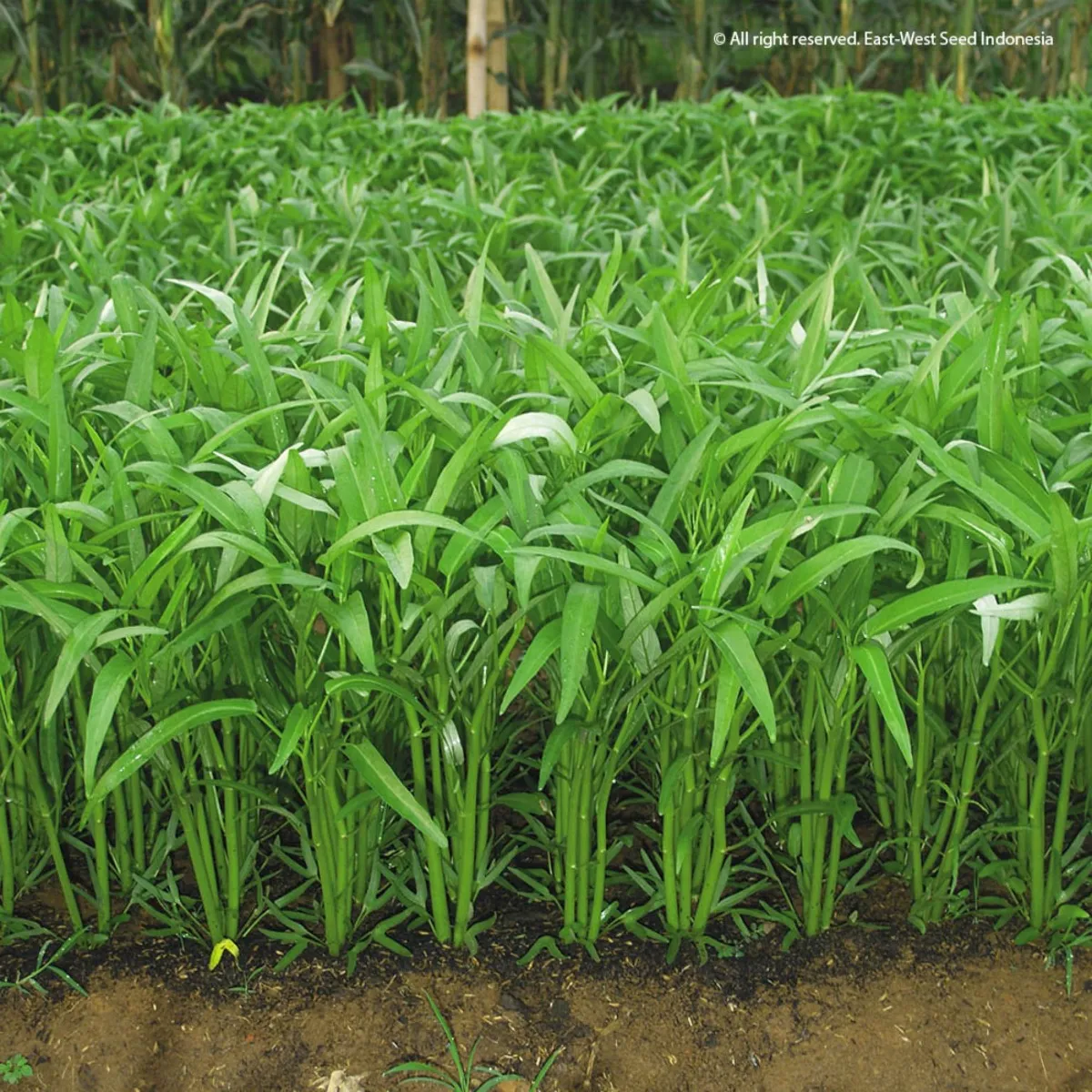 Kangkung Darat