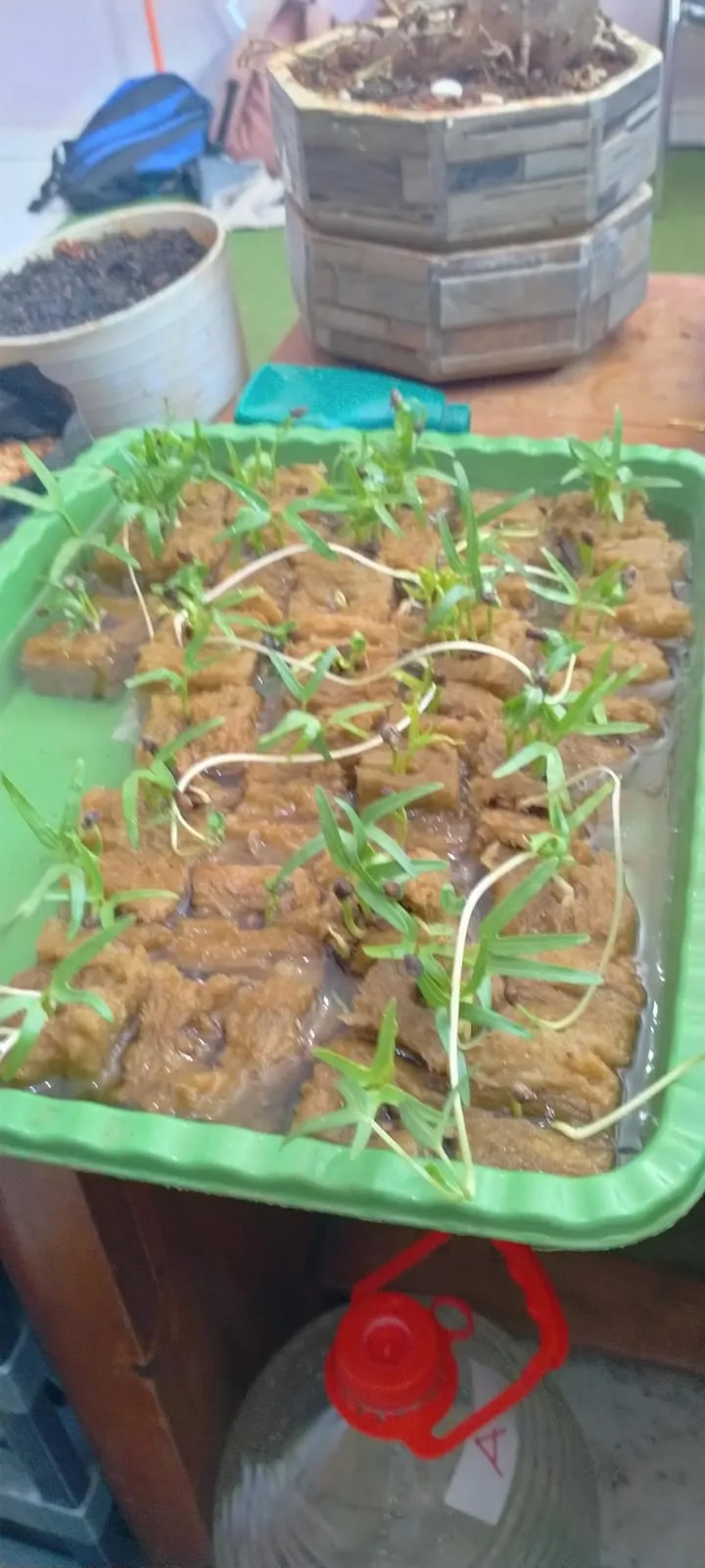 Lahan Urban Farming SLBN 01 Lebak Bulus - Gambar 69