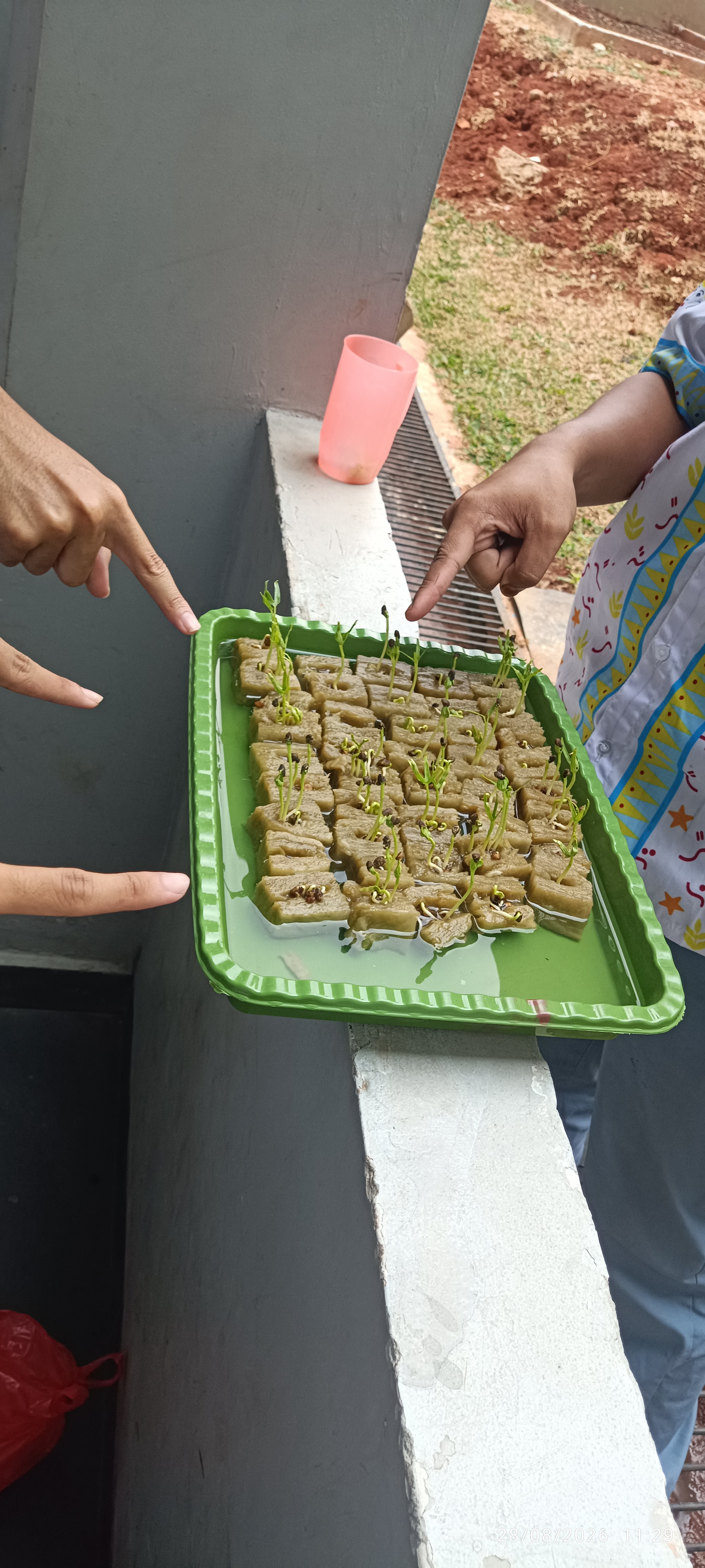 Lahan Urban Farming SMAN 116 Jakarta - Gambar 136