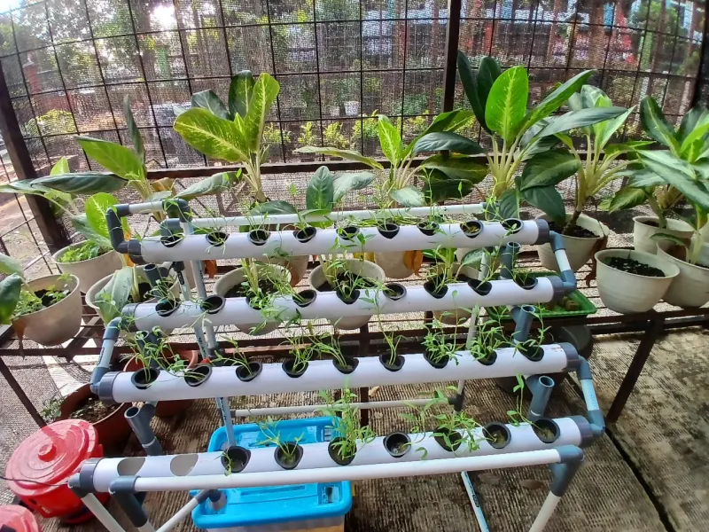 Lahan Urban Farming SMAN 109 Jakarta - Gambar 220