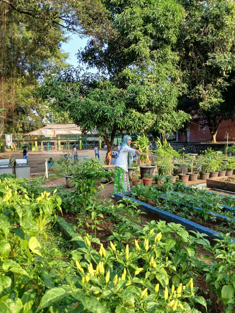 Lahan Urban Farming SMAN 109 Jakarta - Gambar 217