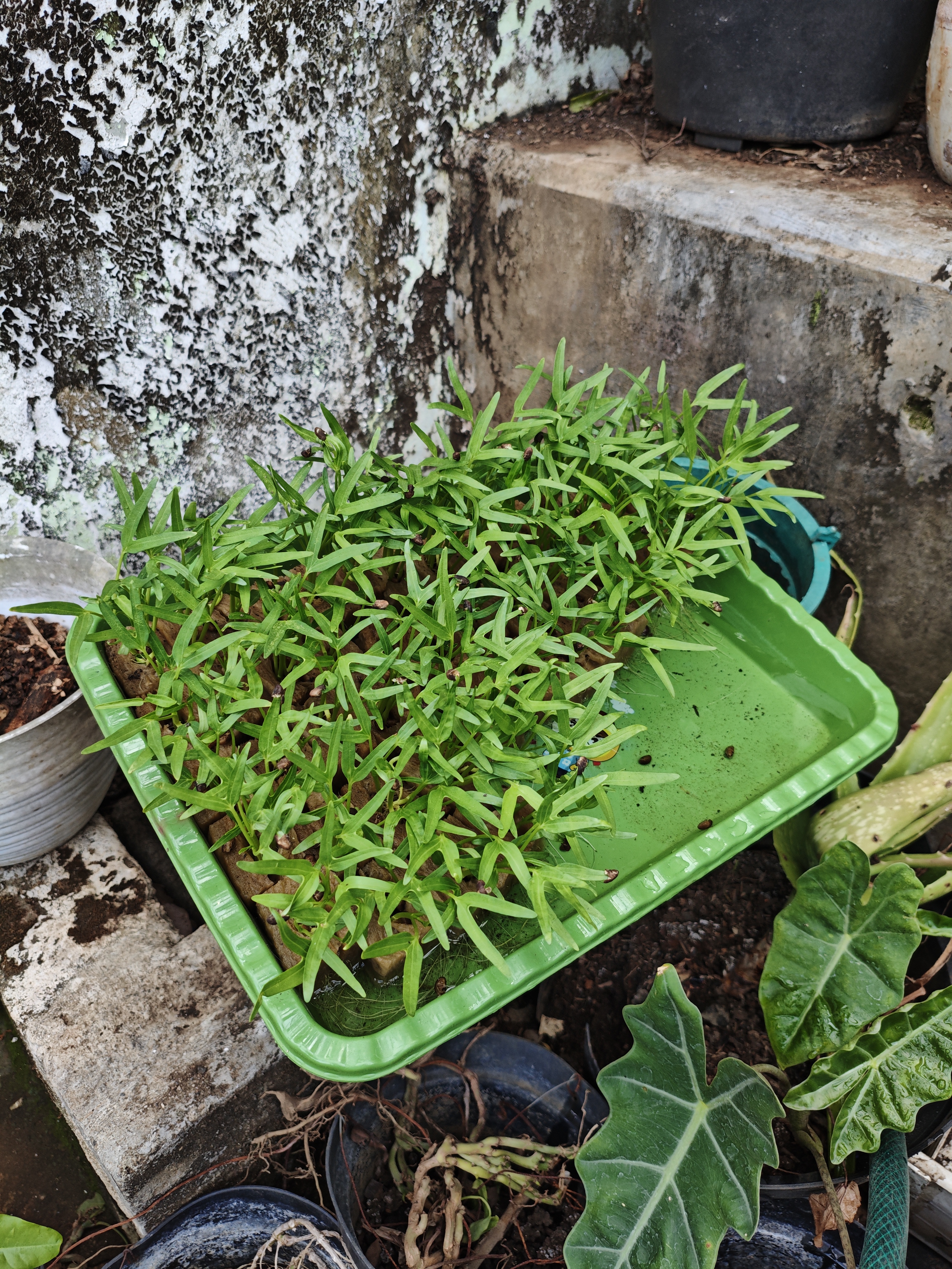 Lahan Urban Farming SMAN 63 Jakarta - Gambar 91
