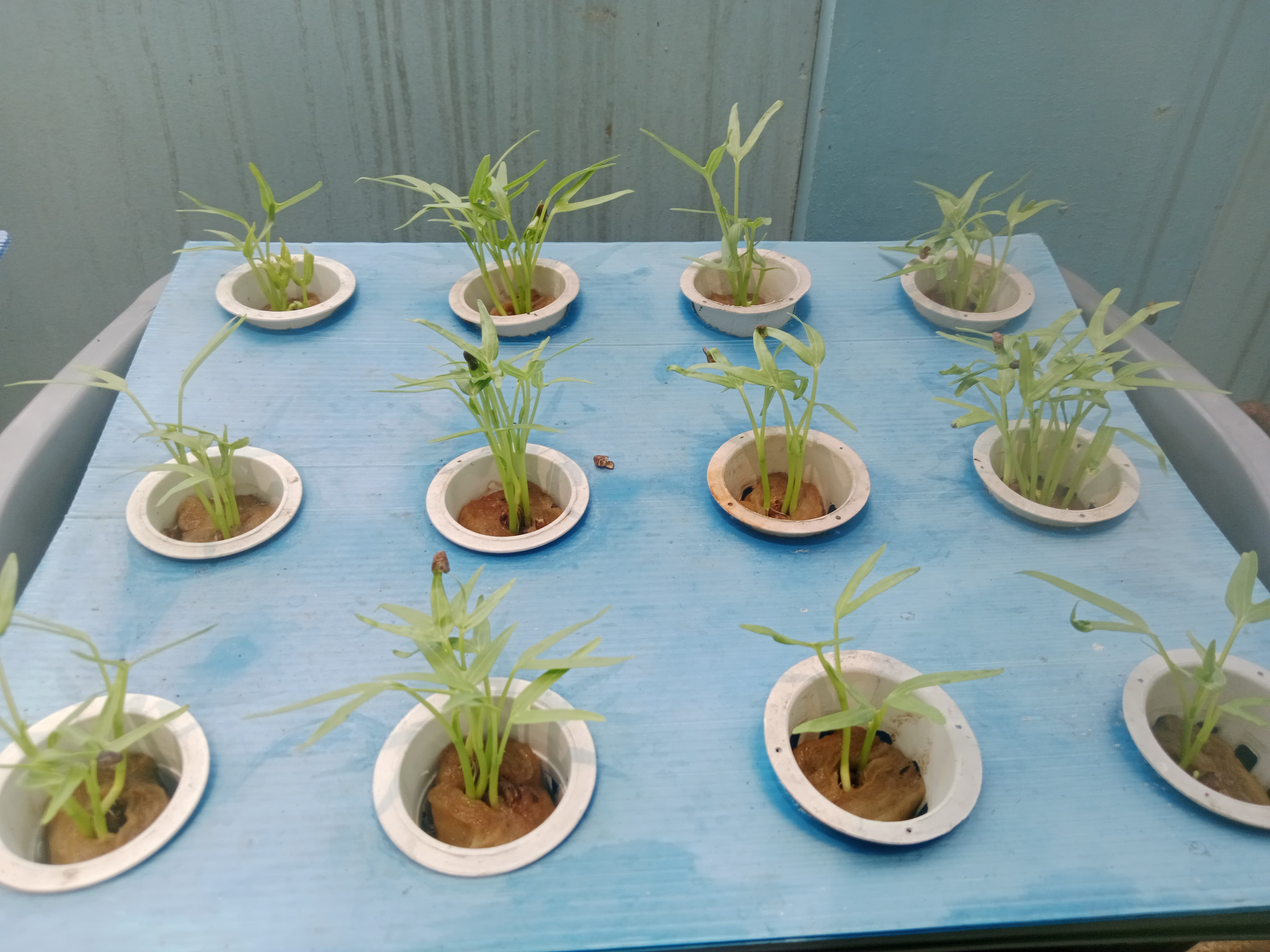 Lahan Urban Farming SMKN 43 Jakarta - Gambar 192