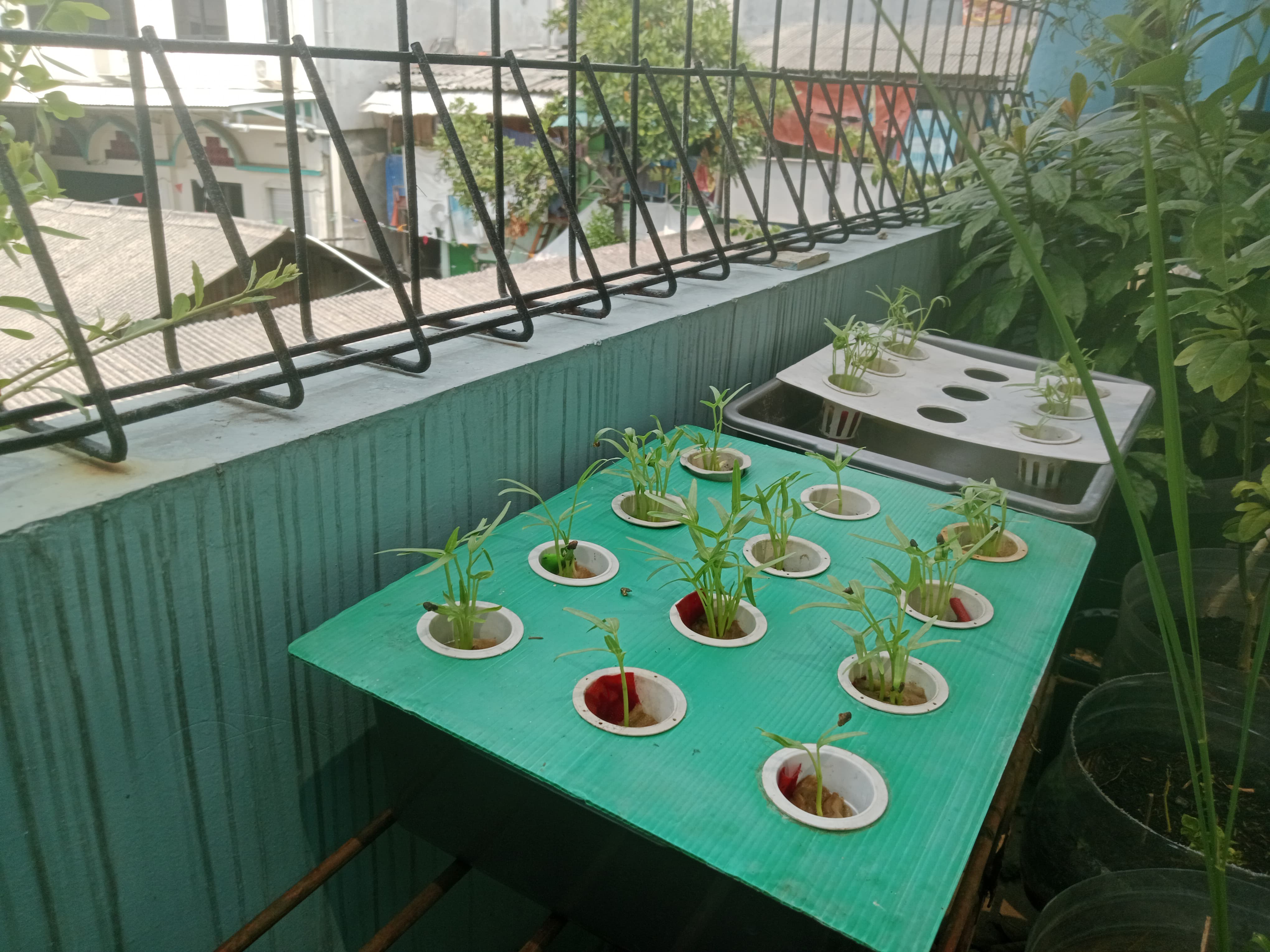Lahan Urban Farming SMKN 43 Jakarta - Gambar 193