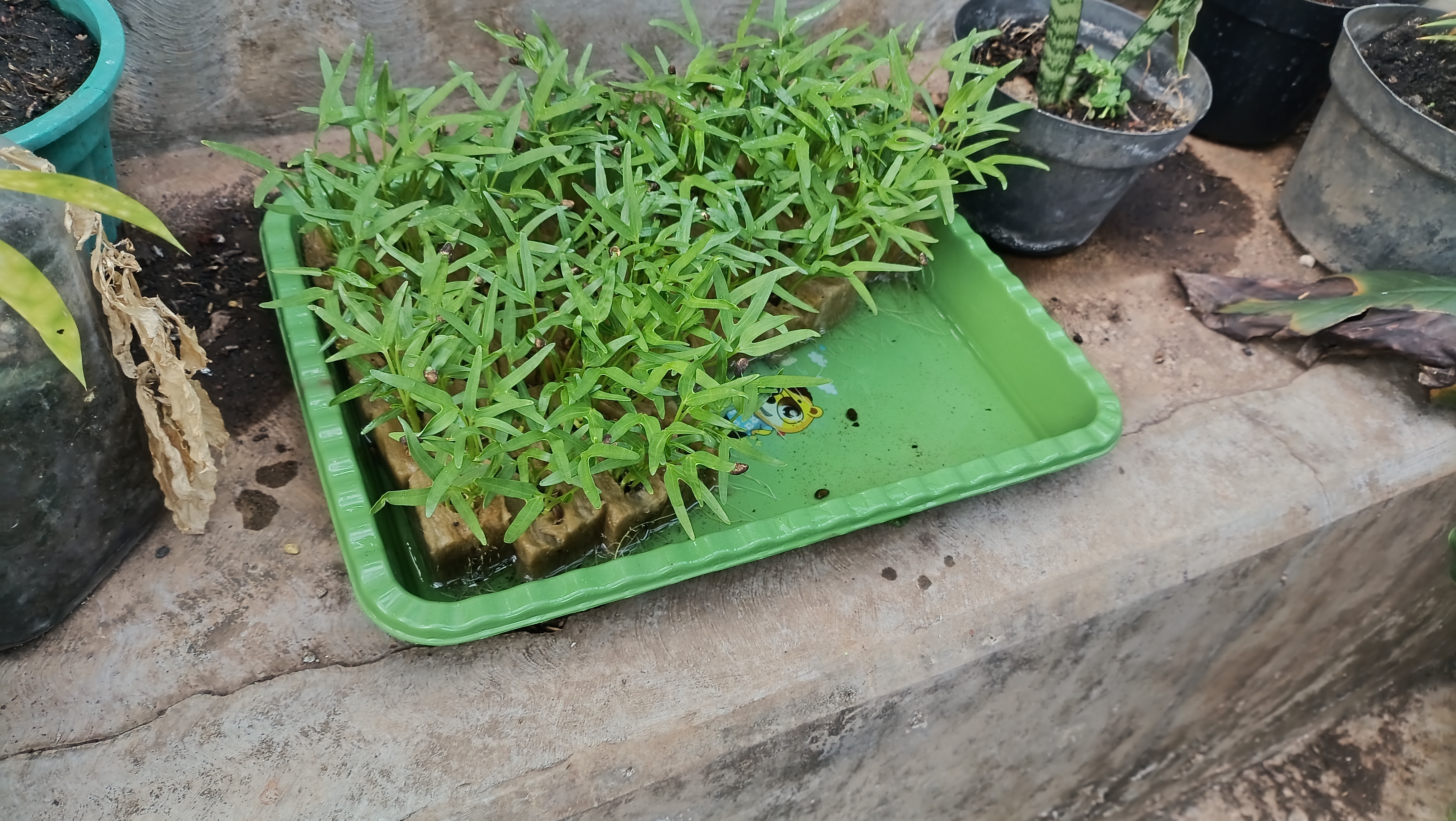 Lahan Urban Farming SMAN 63 Jakarta - Gambar 89