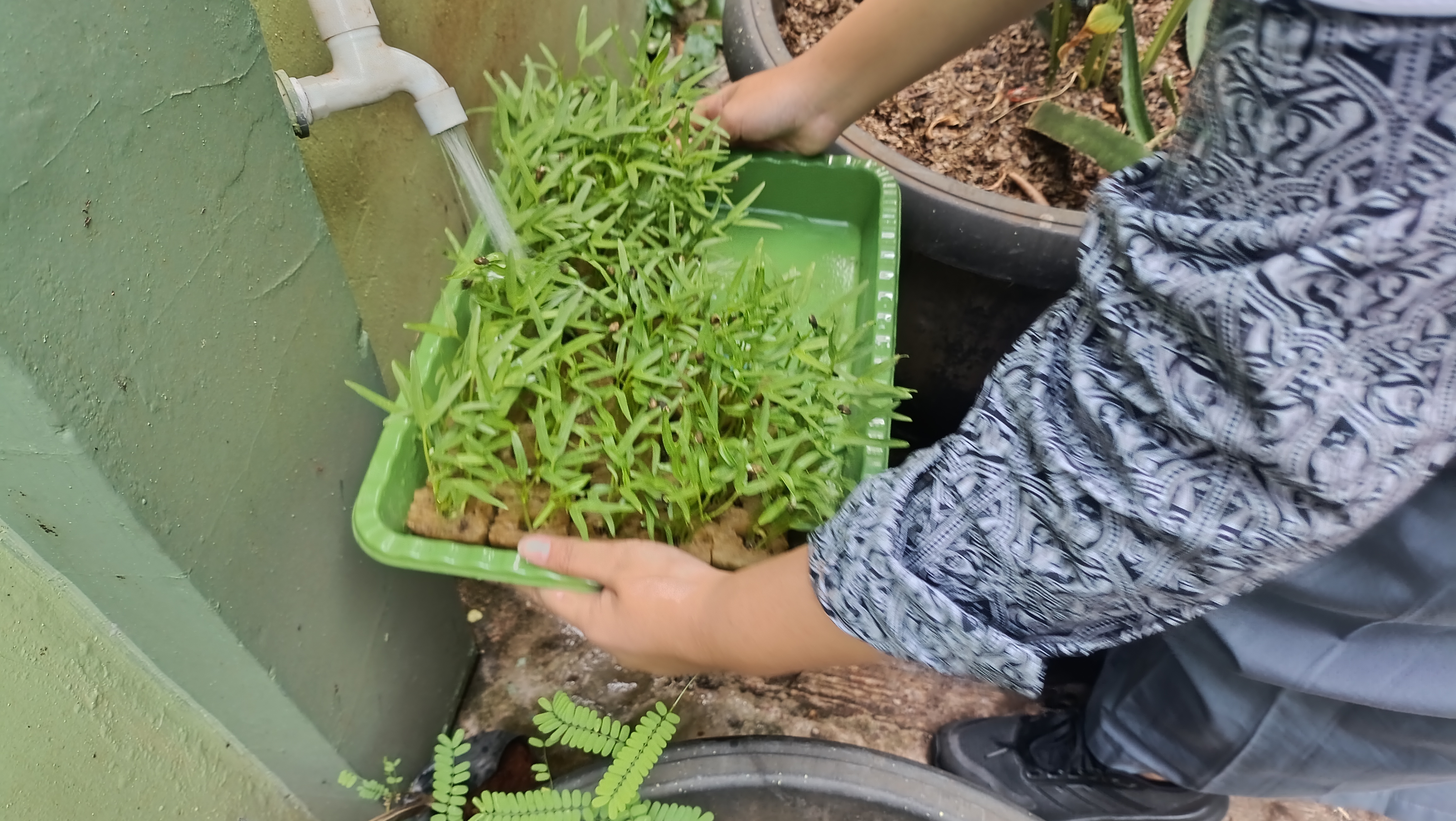 Lahan Urban Farming SMAN 63 Jakarta - Gambar 90