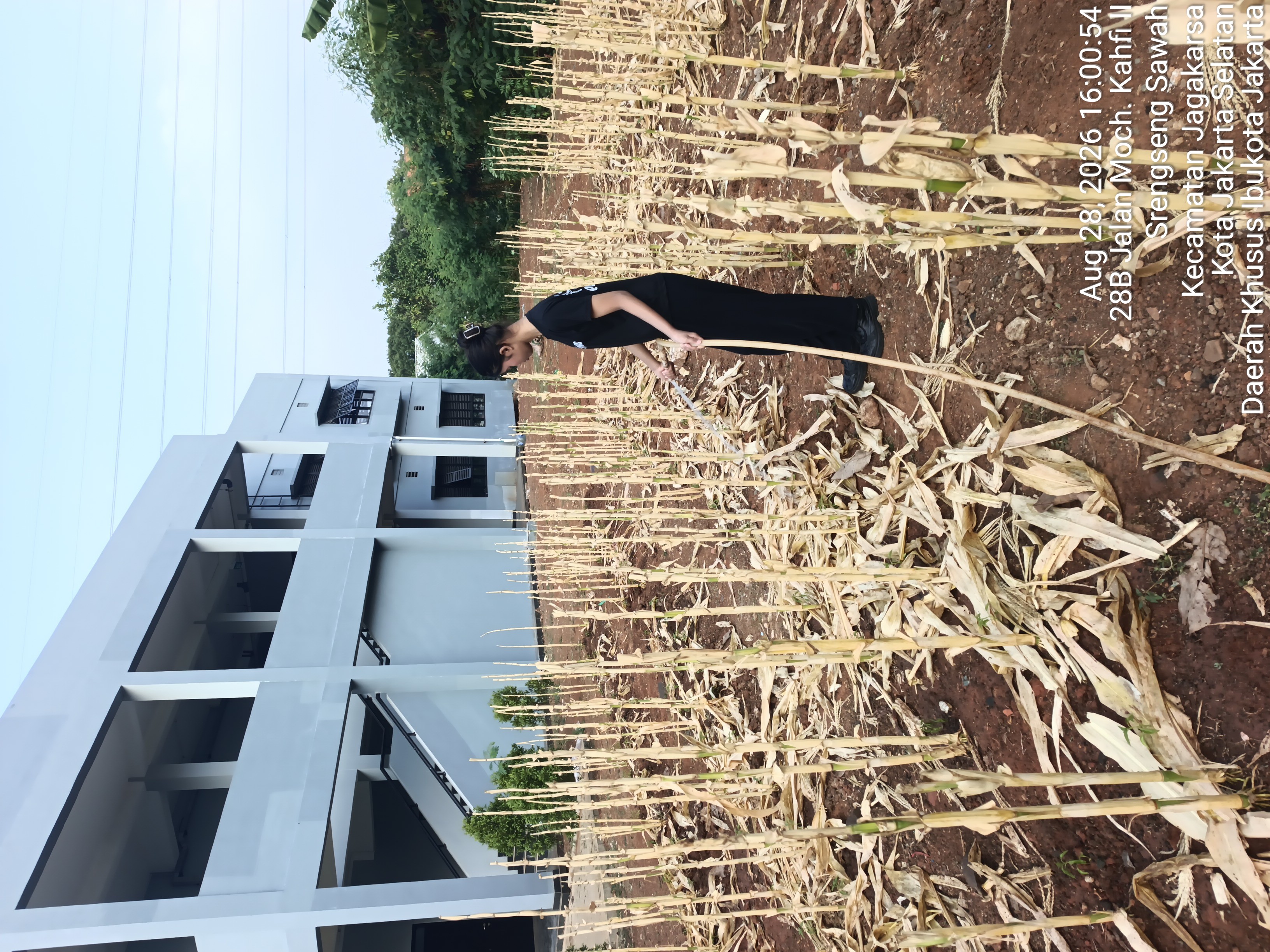 KEBUN SMKN 74 JAGAKARSA JAKARTA SELATAN - Gambar 295
