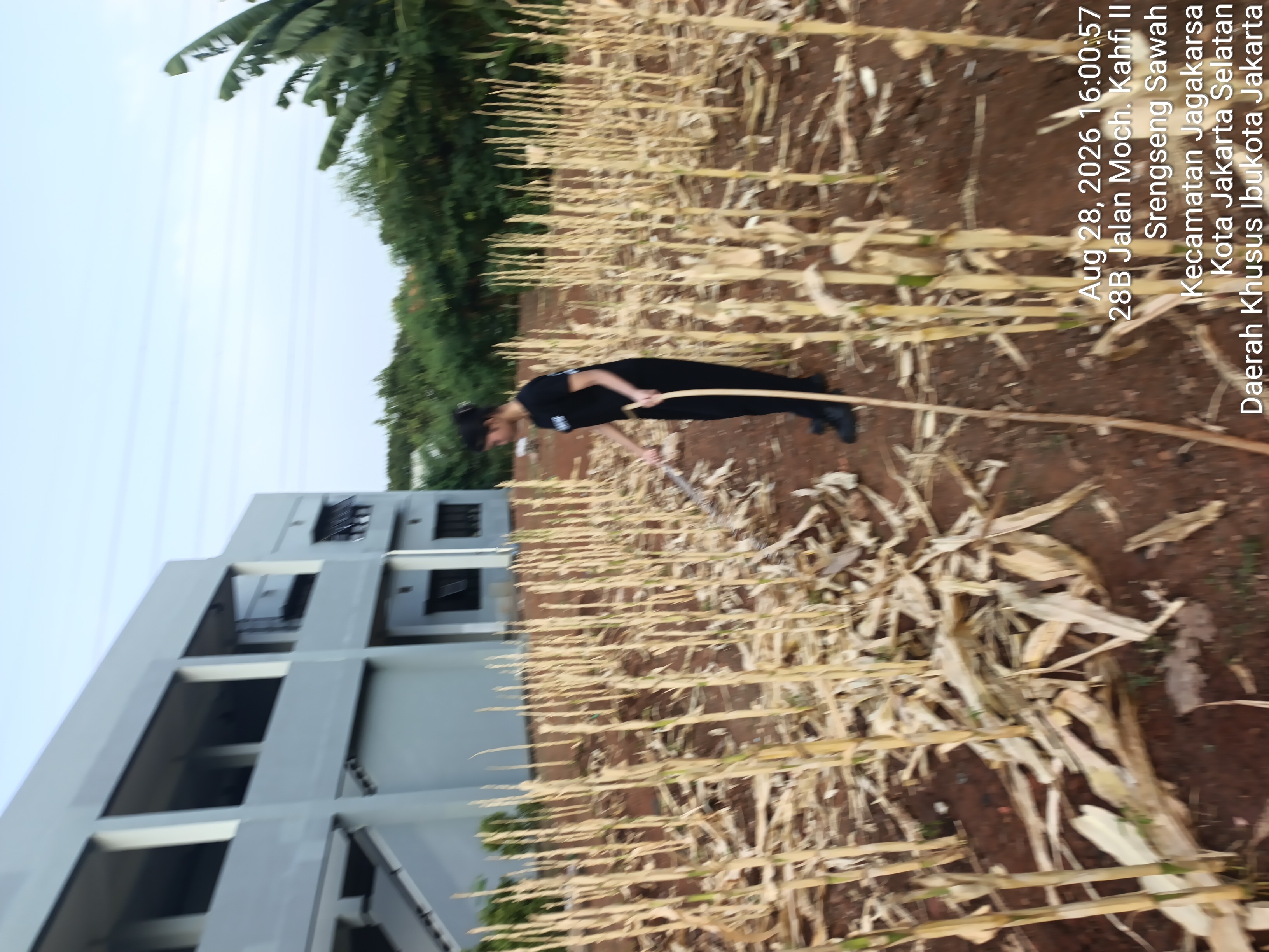 KEBUN SMKN 74 JAGAKARSA JAKARTA SELATAN - Gambar 296