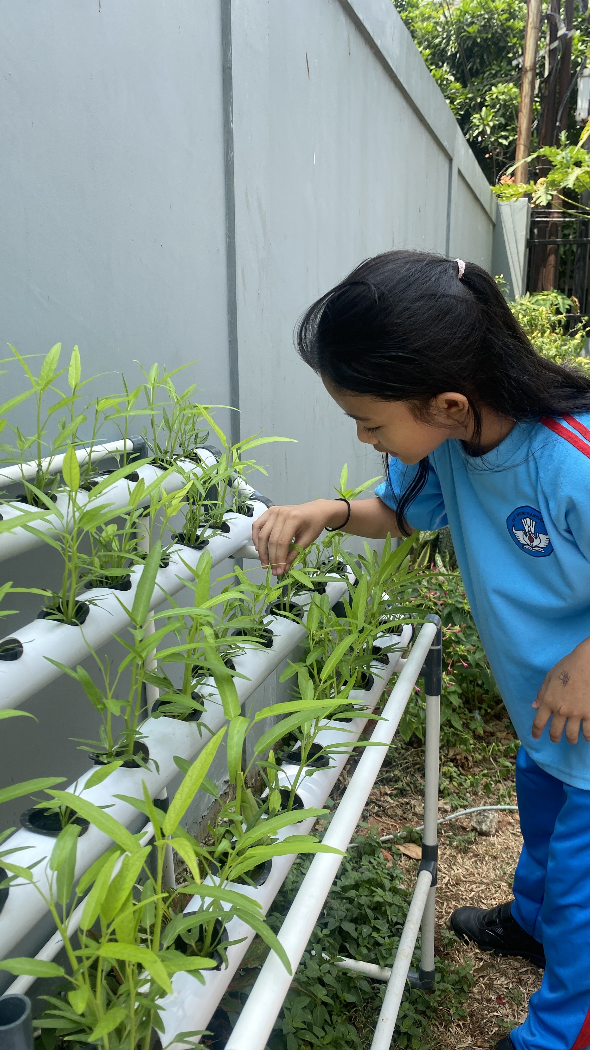 Lahan Urban Farming SDN Cipete Selatan 03 - Gambar 111