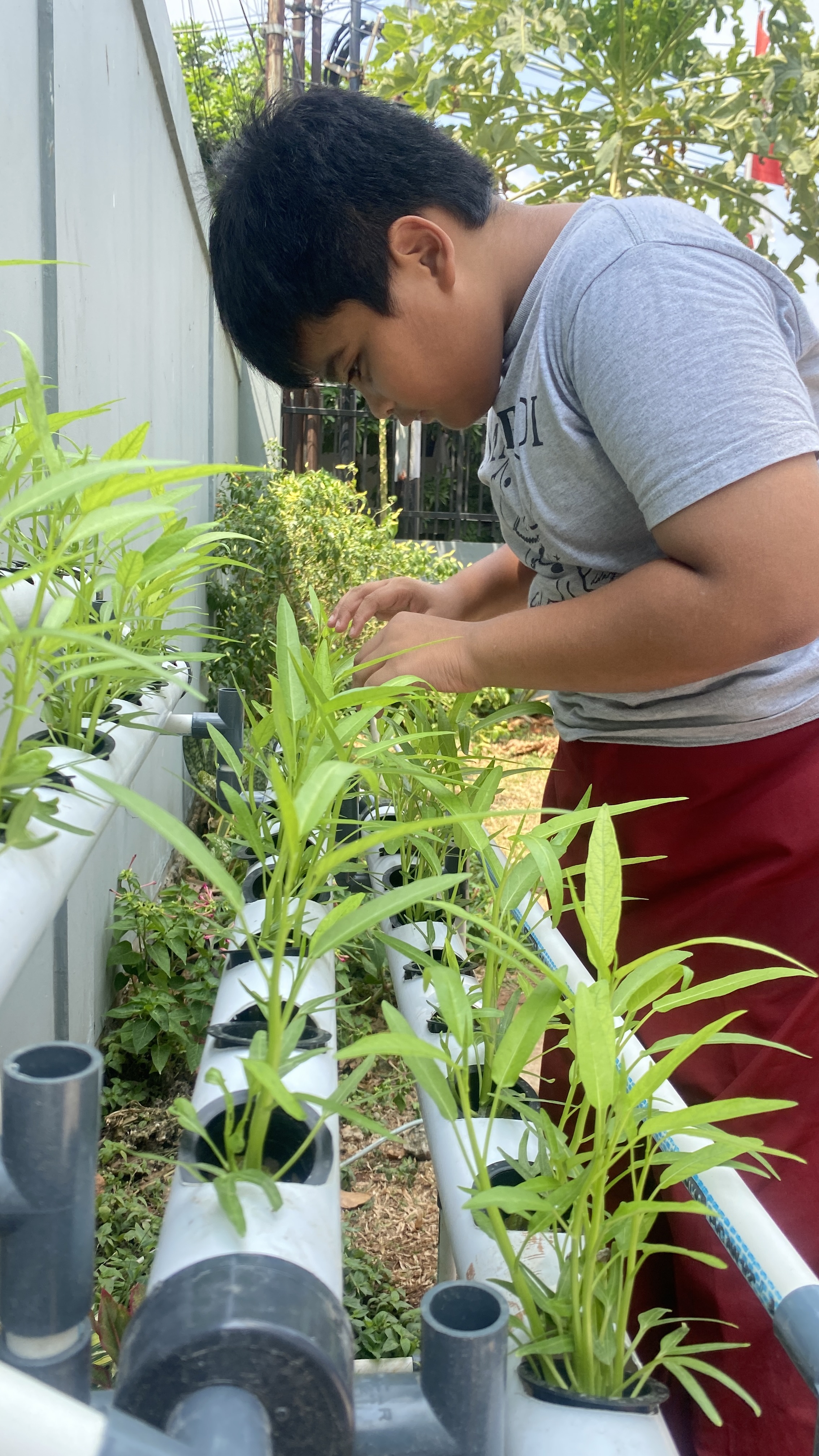 Lahan Urban Farming SDN Cipete Selatan 03 - Gambar 112