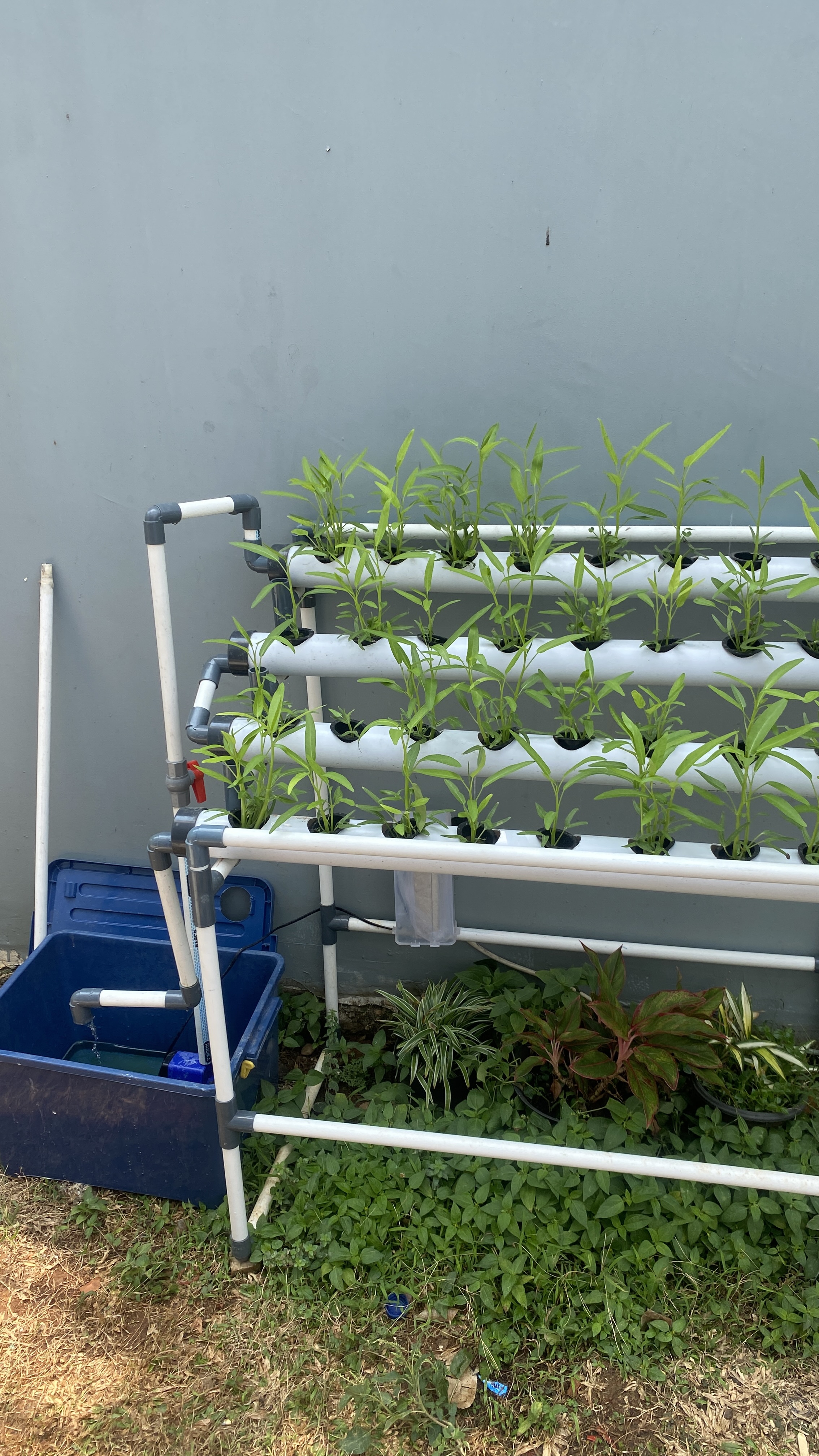 Lahan Urban Farming SDN Cipete Selatan 03 - Gambar 110