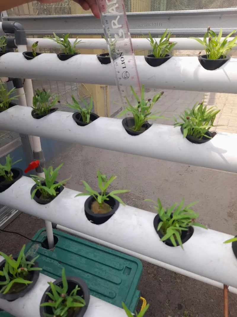 Lahan Urban Farming SDN Cipulir 03 - Gambar 69