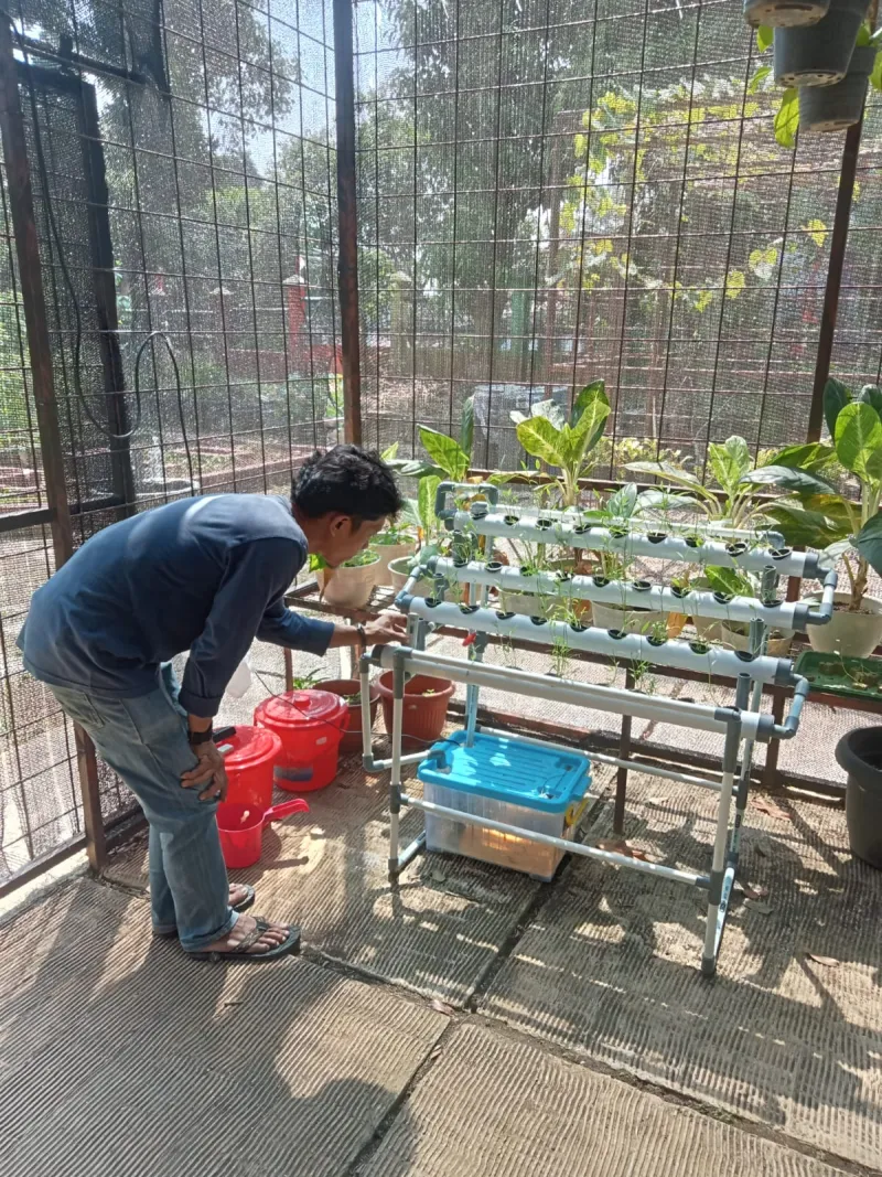 Lahan Urban Farming SMAN 109 Jakarta - Gambar 216