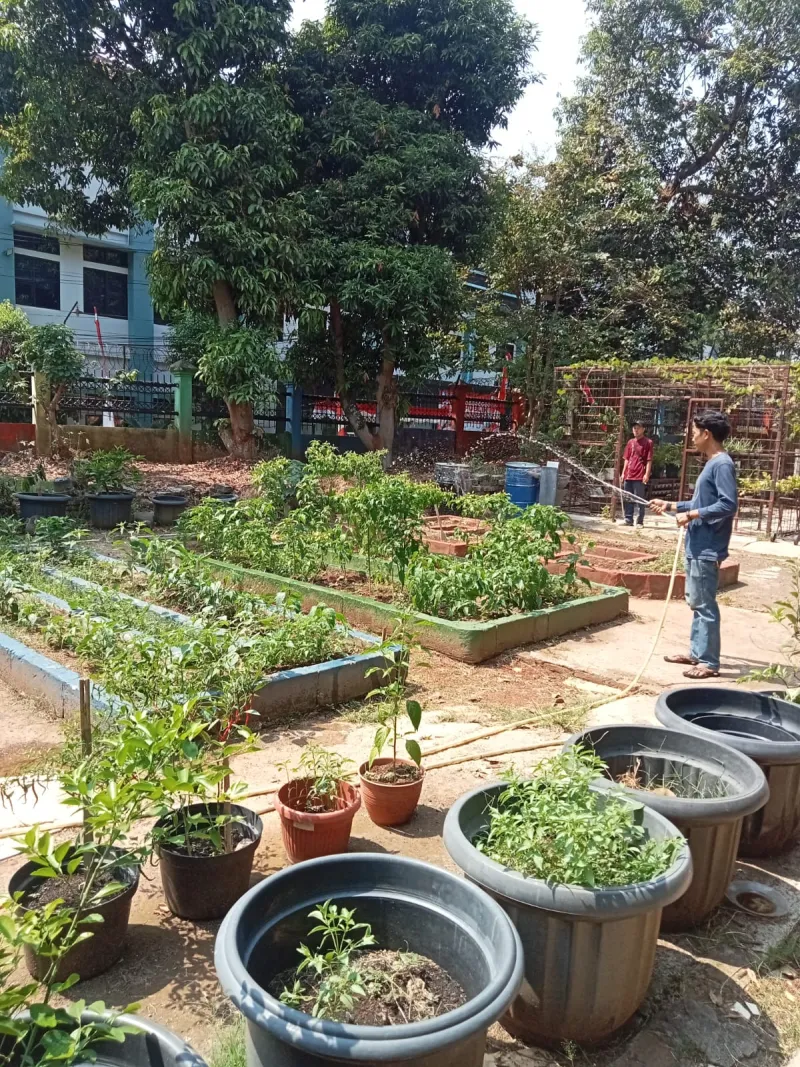 Lahan Urban Farming SMAN 109 Jakarta - Gambar 214