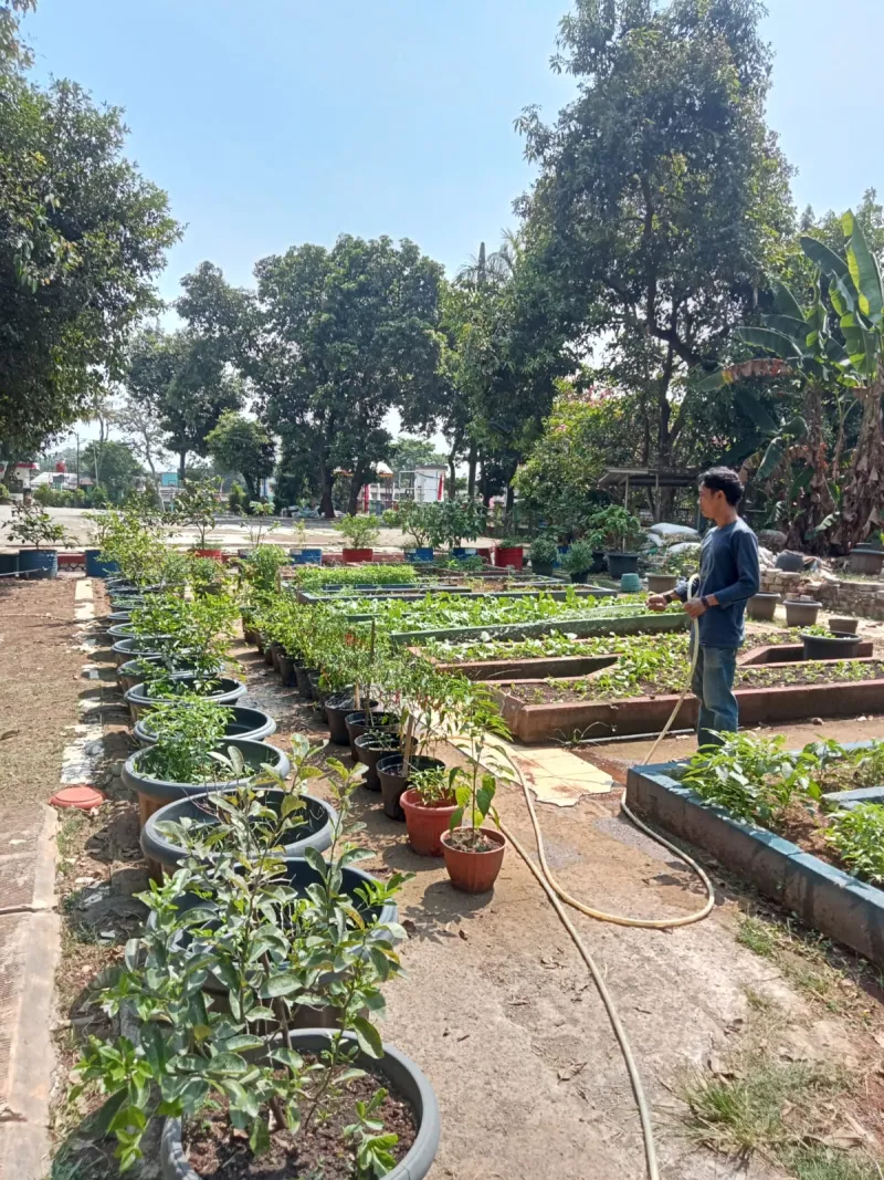 Lahan Urban Farming SMAN 109 Jakarta - Gambar 211
