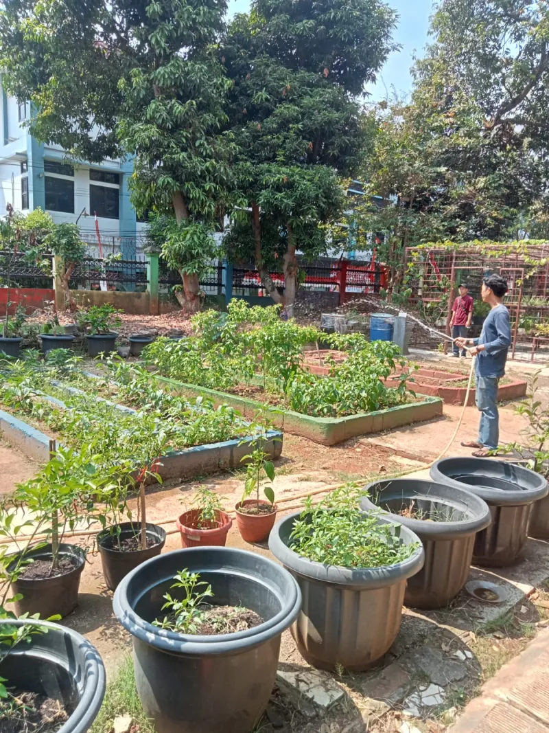 Lahan Urban Farming SMAN 109 Jakarta - Gambar 213