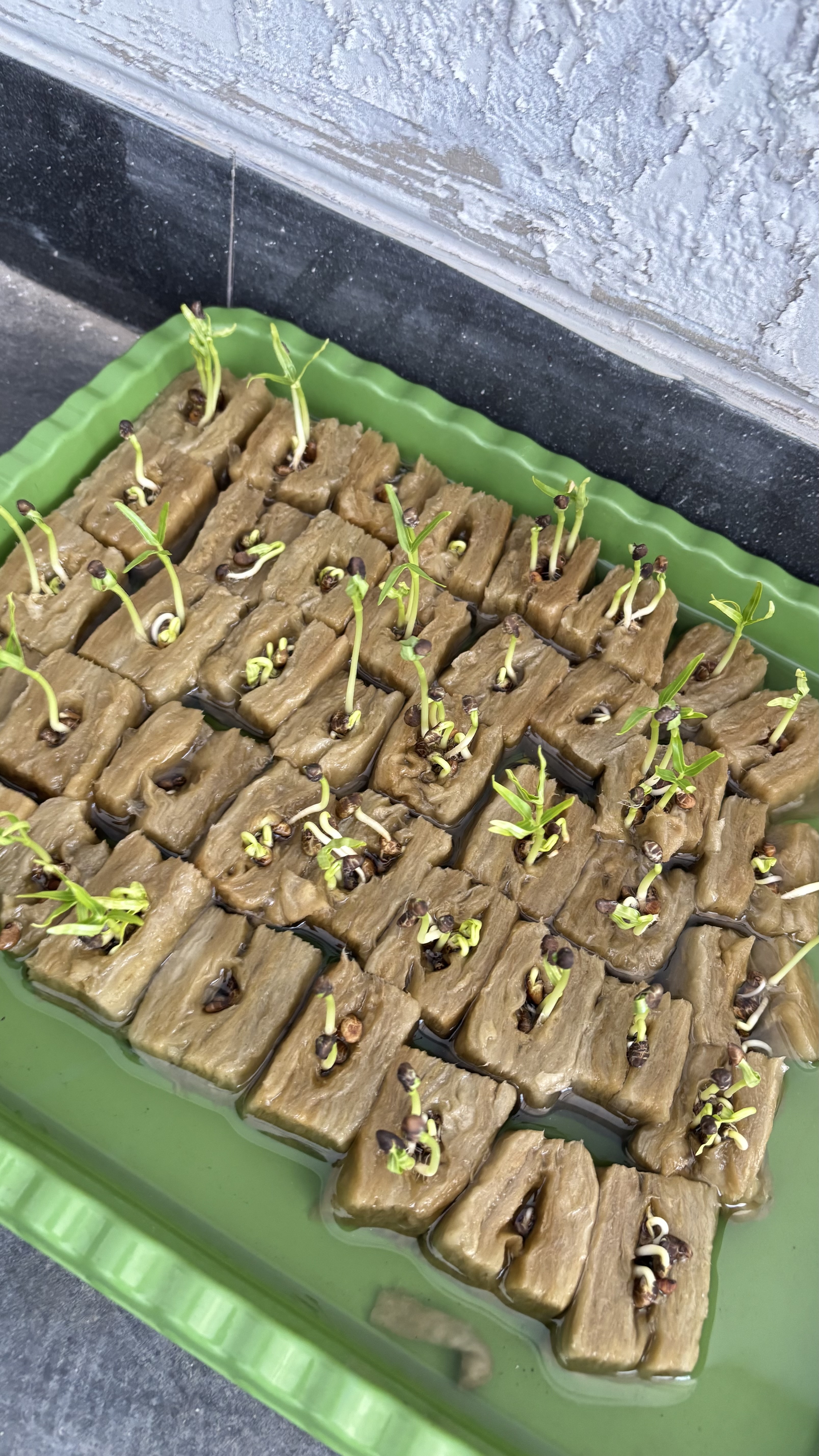 Lahan Urban Farming SMAN 116 Jakarta - Gambar 133