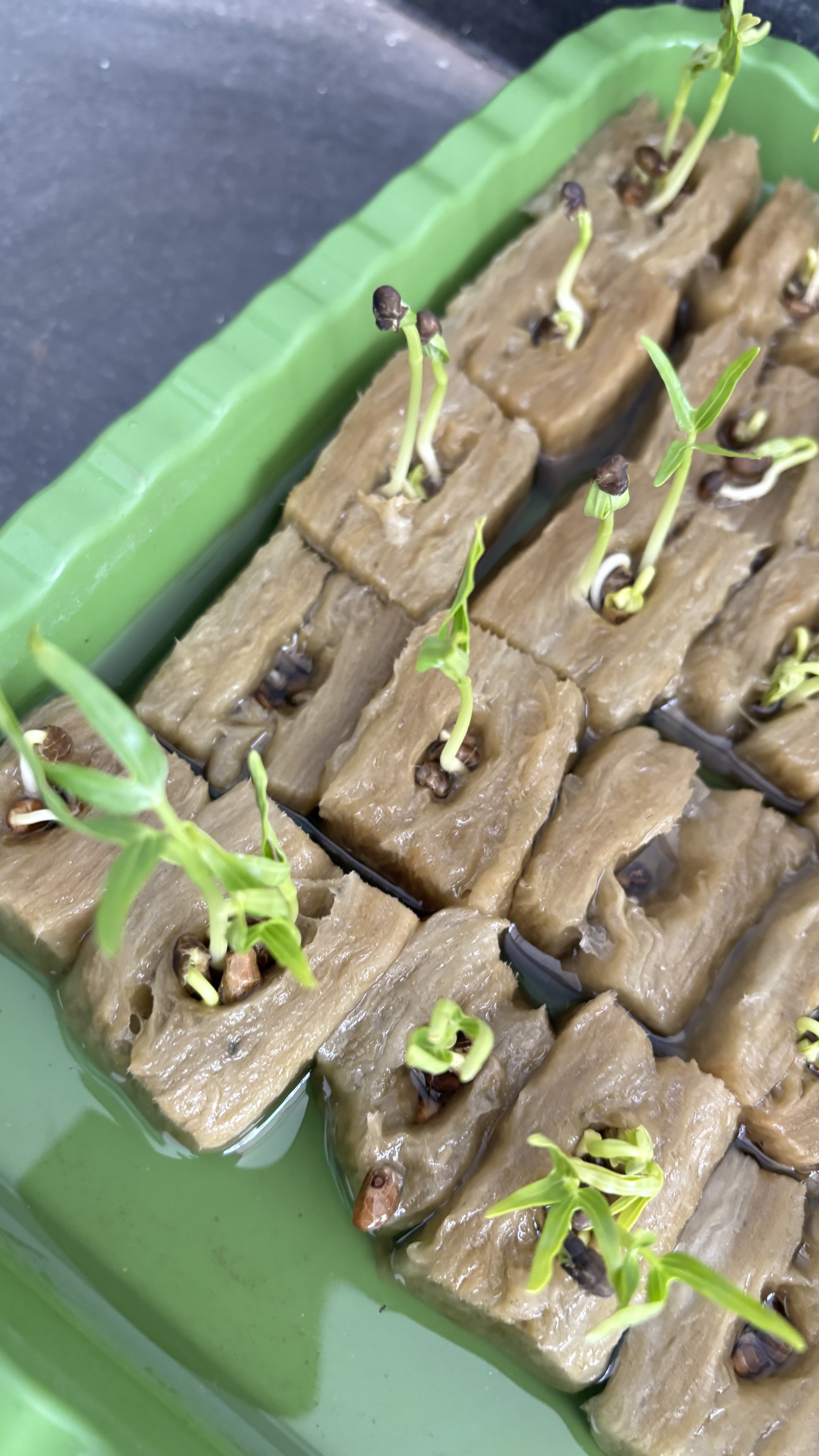 Lahan Urban Farming SMAN 116 Jakarta - Gambar 134