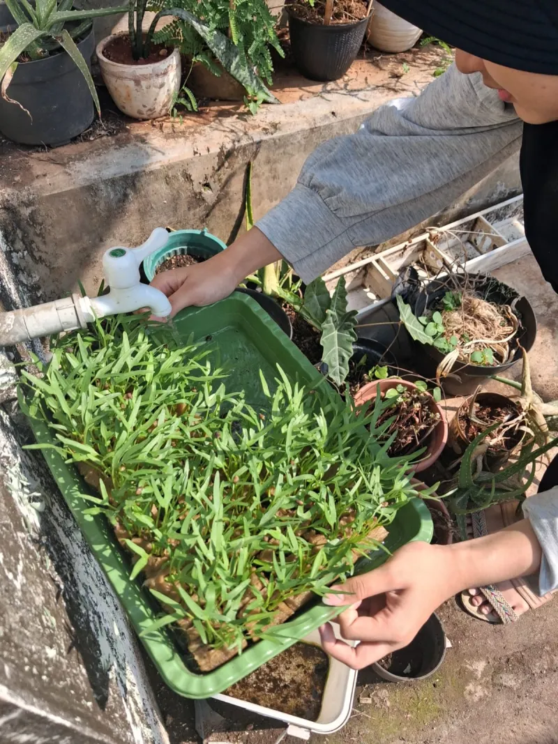 Lahan Urban Farming SMAN 63 Jakarta - Gambar 88