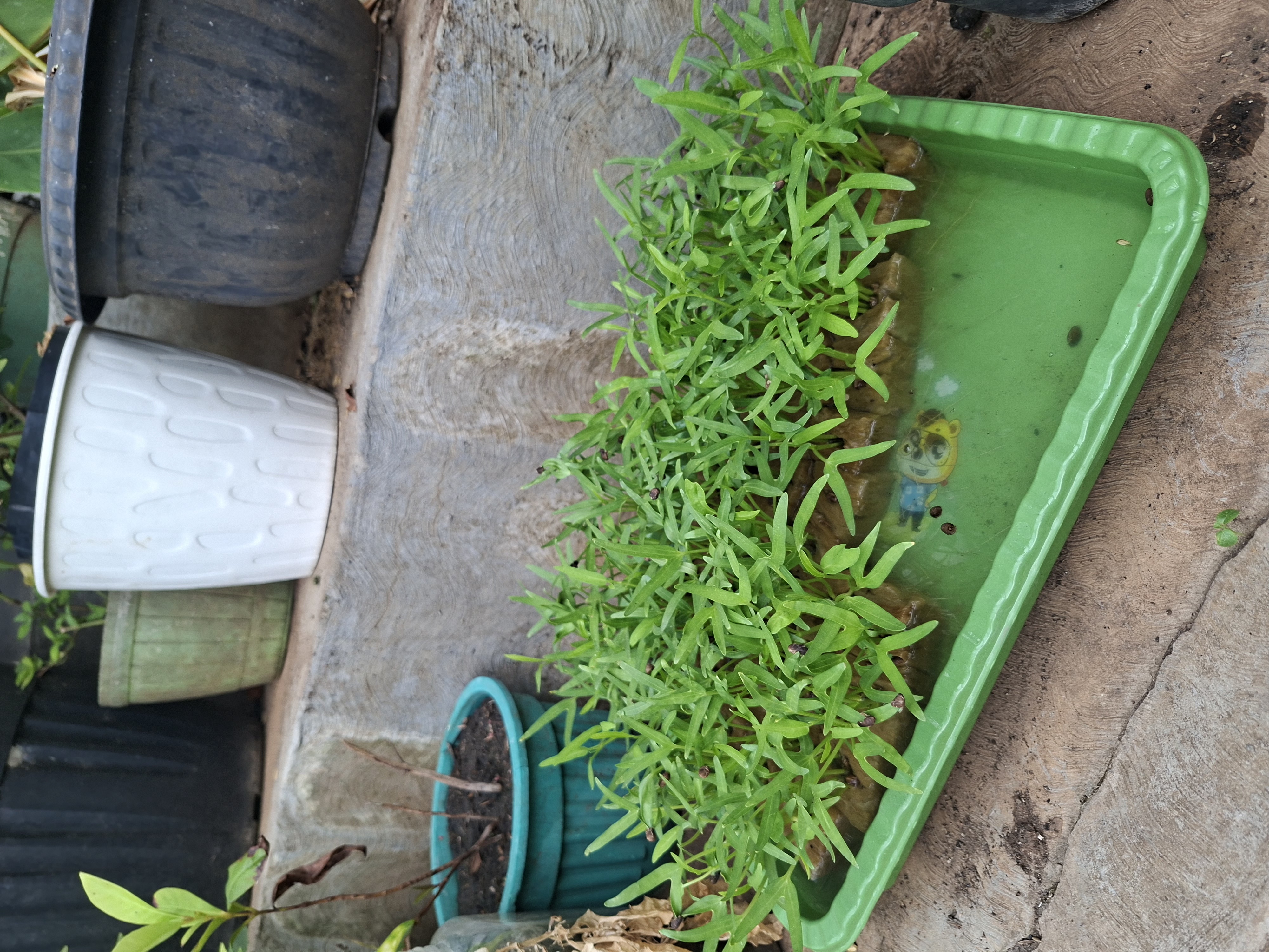 Lahan Urban Farming SMAN 63 Jakarta - Gambar 87