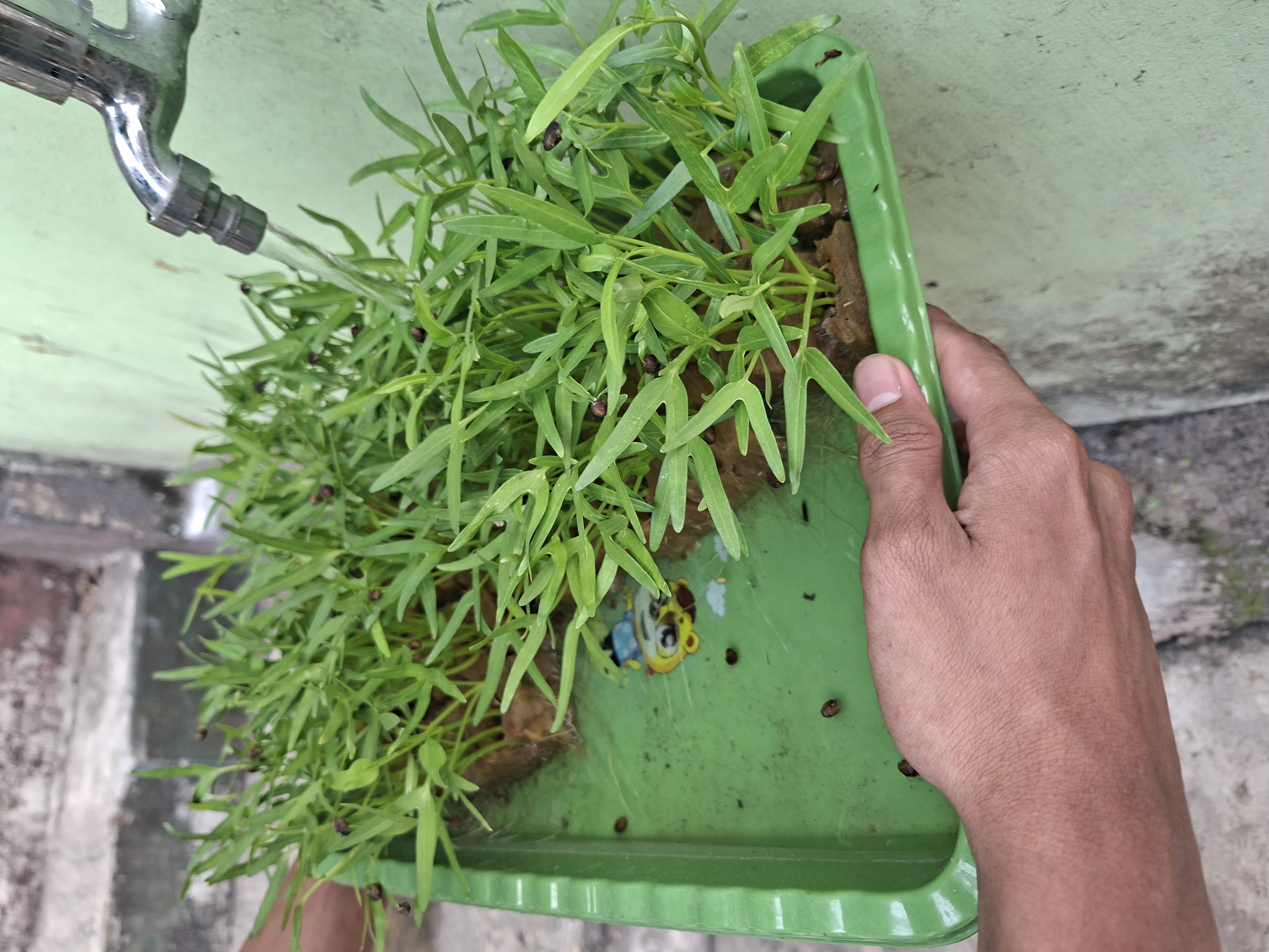 Lahan Urban Farming SMAN 63 Jakarta - Gambar 86