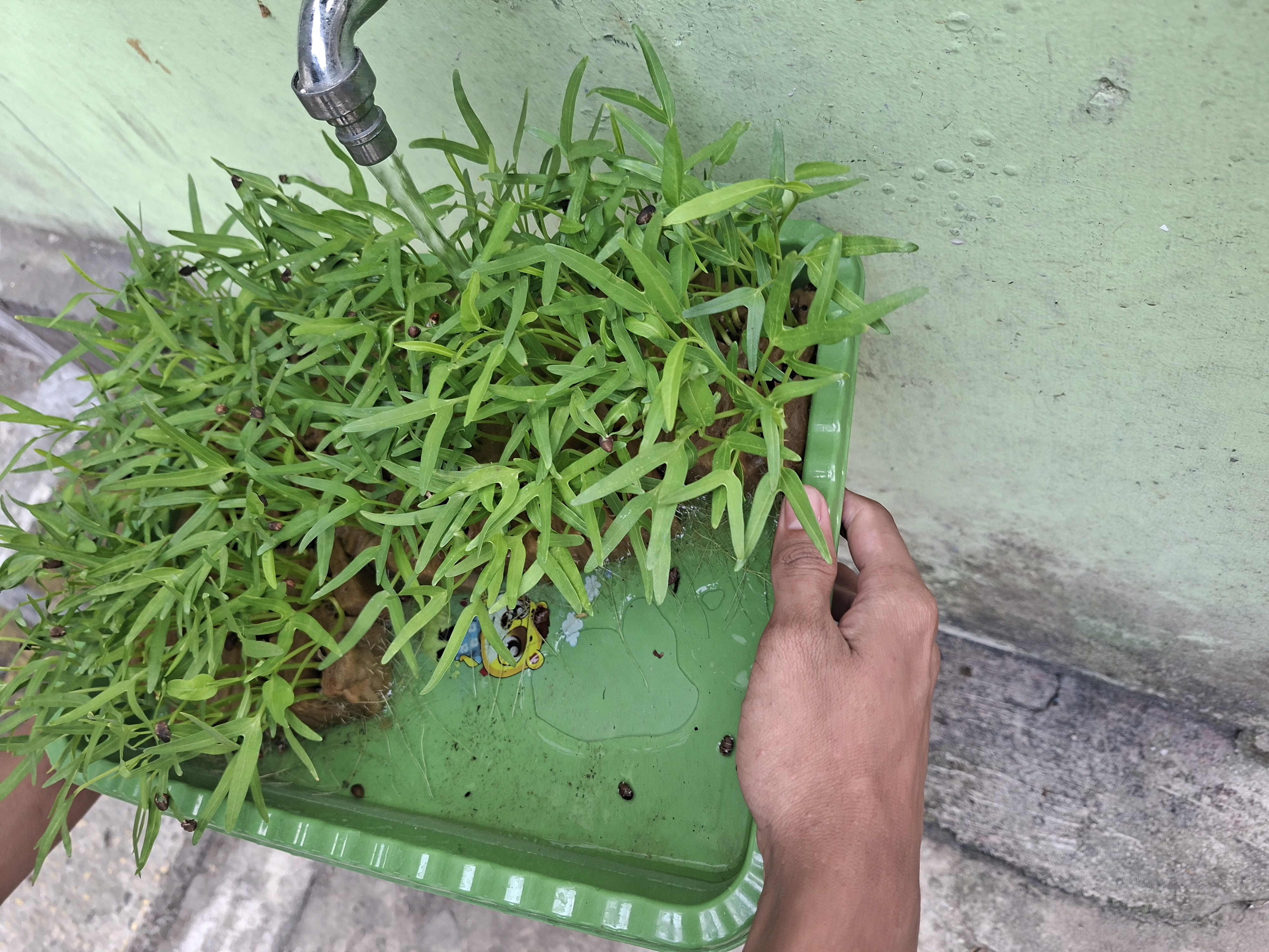 Lahan Urban Farming SMAN 63 Jakarta - Gambar 85
