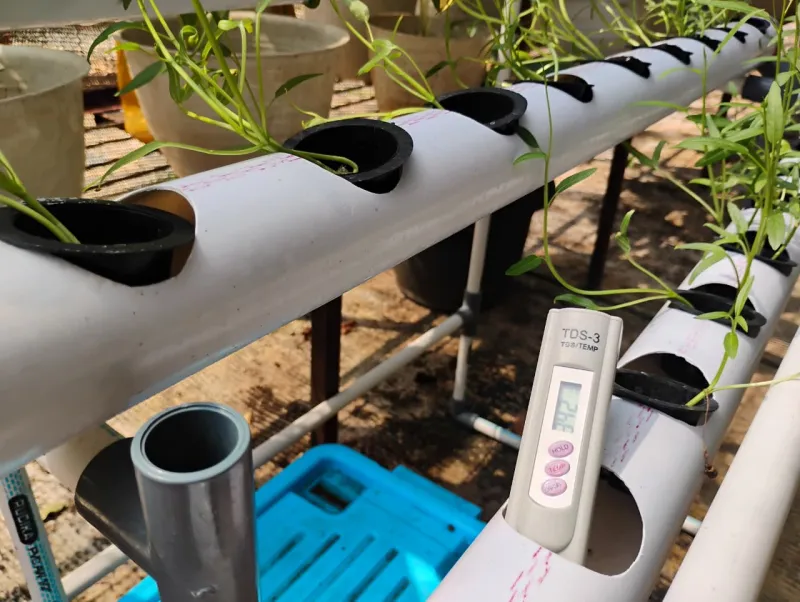 Lahan Urban Farming SMAN 109 Jakarta - Gambar 208