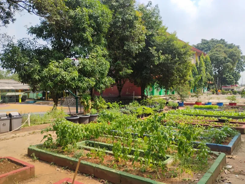 Lahan Urban Farming SMAN 109 Jakarta - Gambar 210