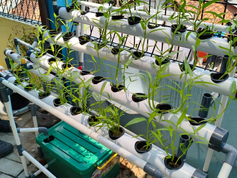 Lahan Urban Farming SMKN 43 Jakarta - Gambar 186