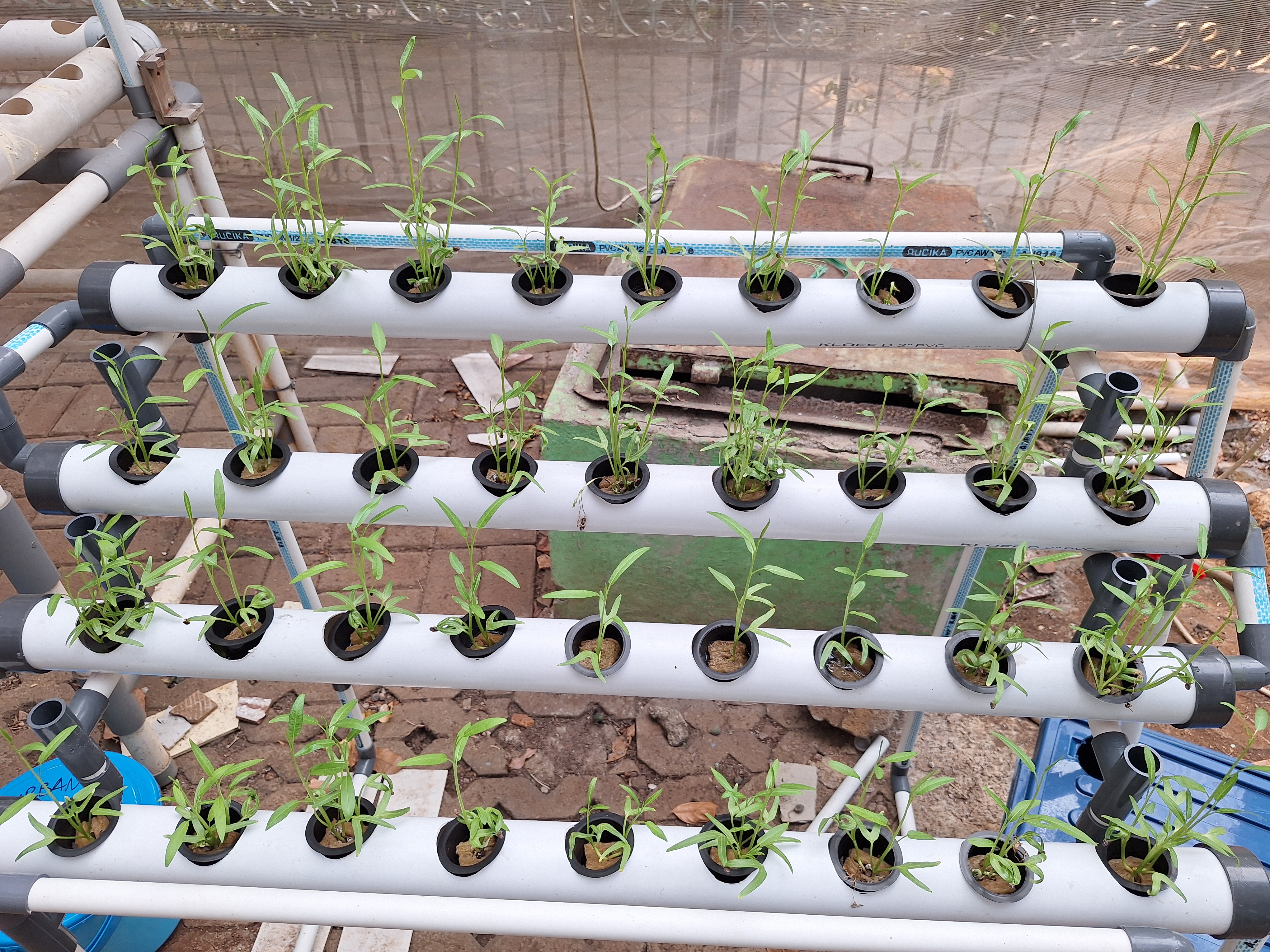 Lahan Urban Farming SMAN 34 Jakarta - Gambar 75