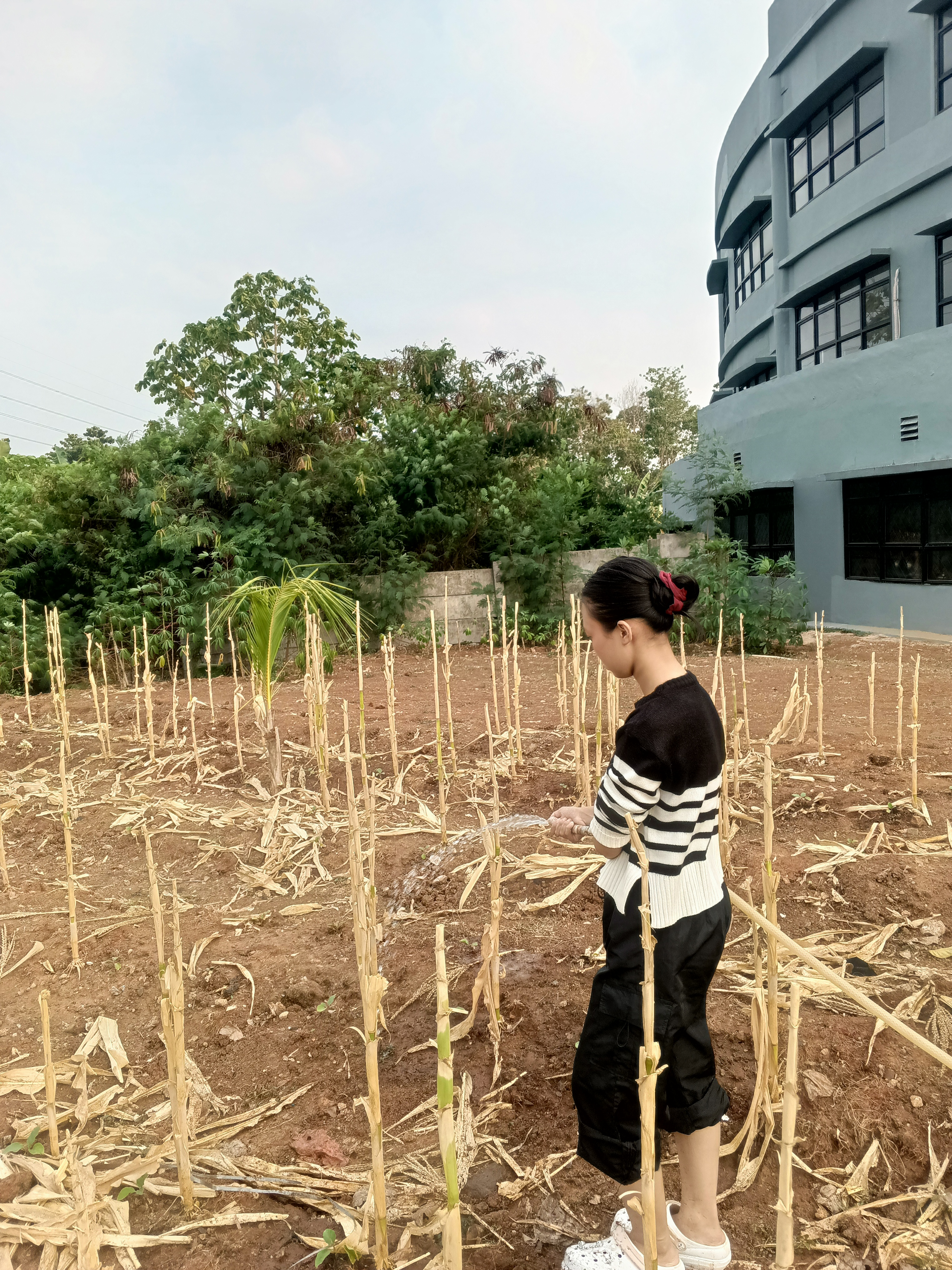 KEBUN SMKN 74 JAGAKARSA JAKARTA SELATAN - Gambar 290