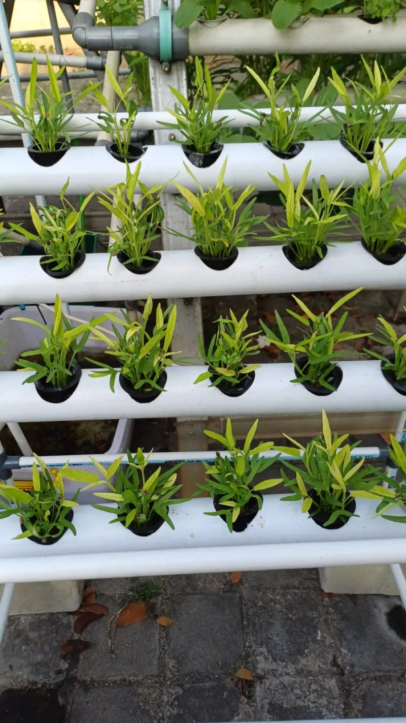 Lahan Urban Farming SMKN 59 Jakarta - Gambar 212