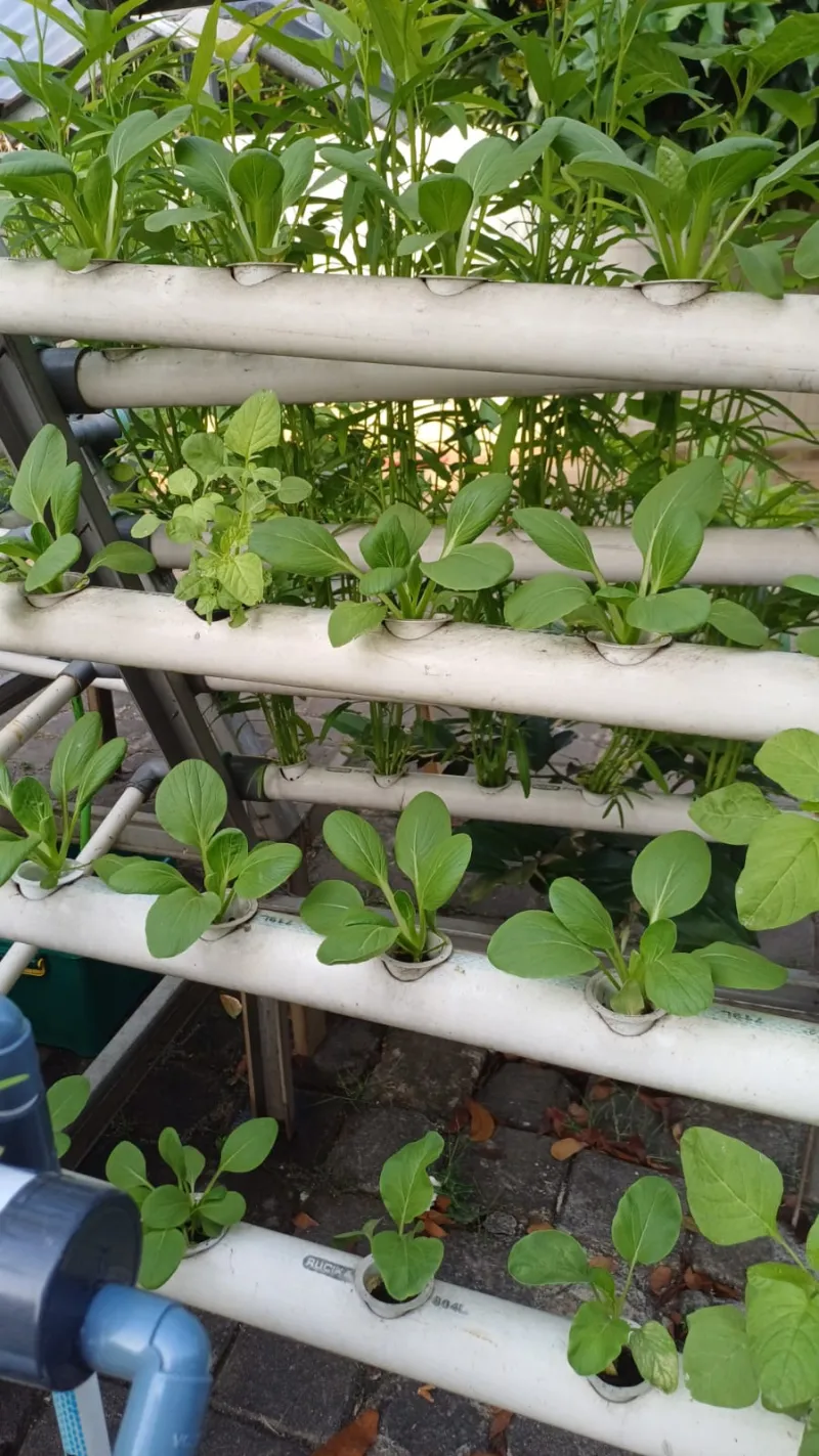 Lahan Urban Farming SMKN 59 Jakarta - Gambar 211