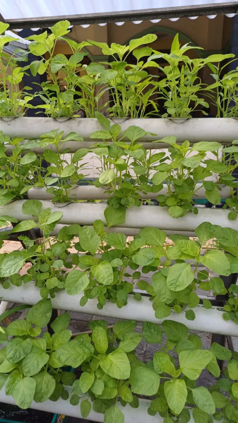 Lahan Urban Farming SMKN 59 Jakarta - Gambar 210