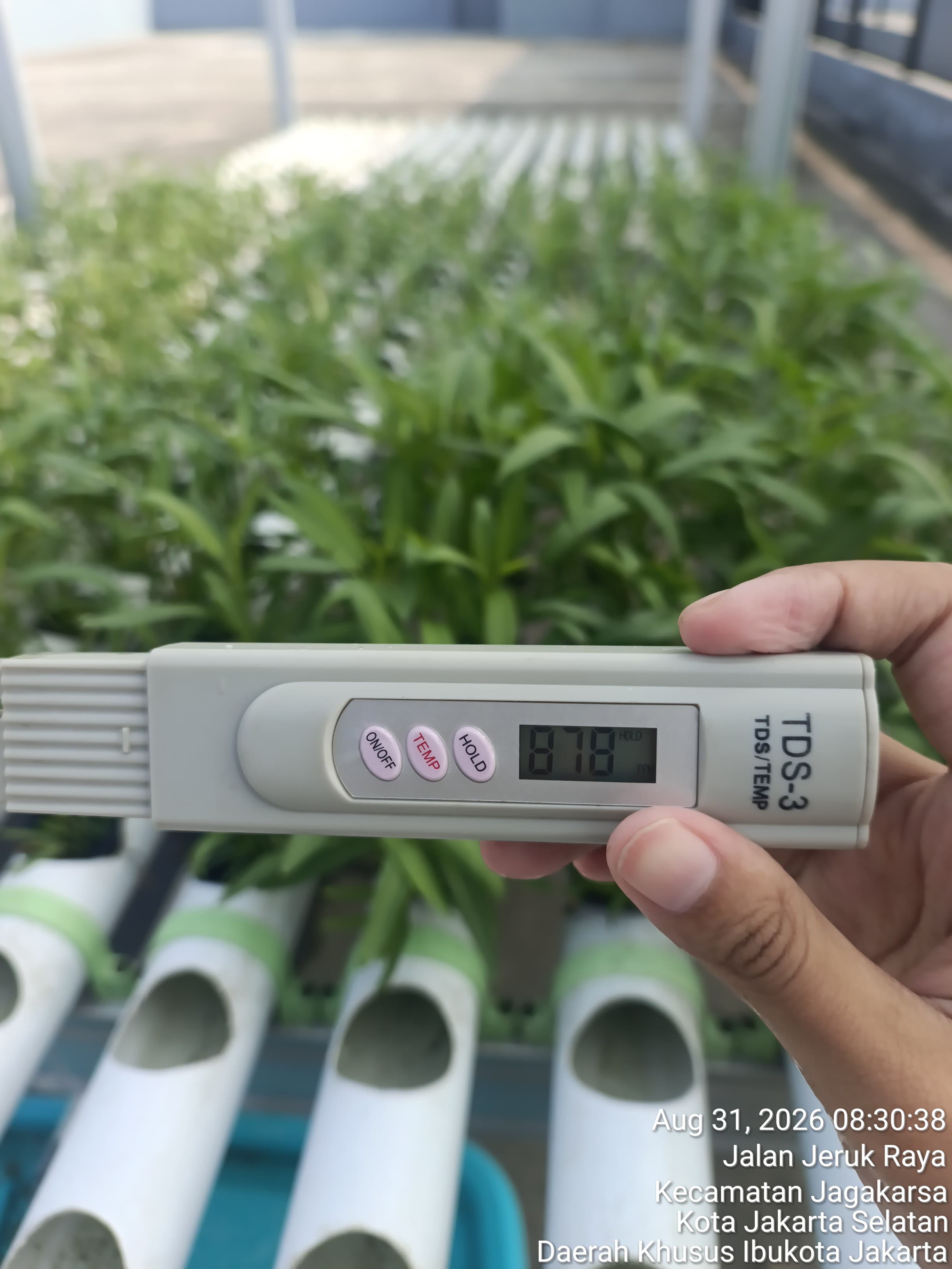 KEBUN SMKN 74 JAGAKARSA JAKARTA SELATAN - Gambar 283