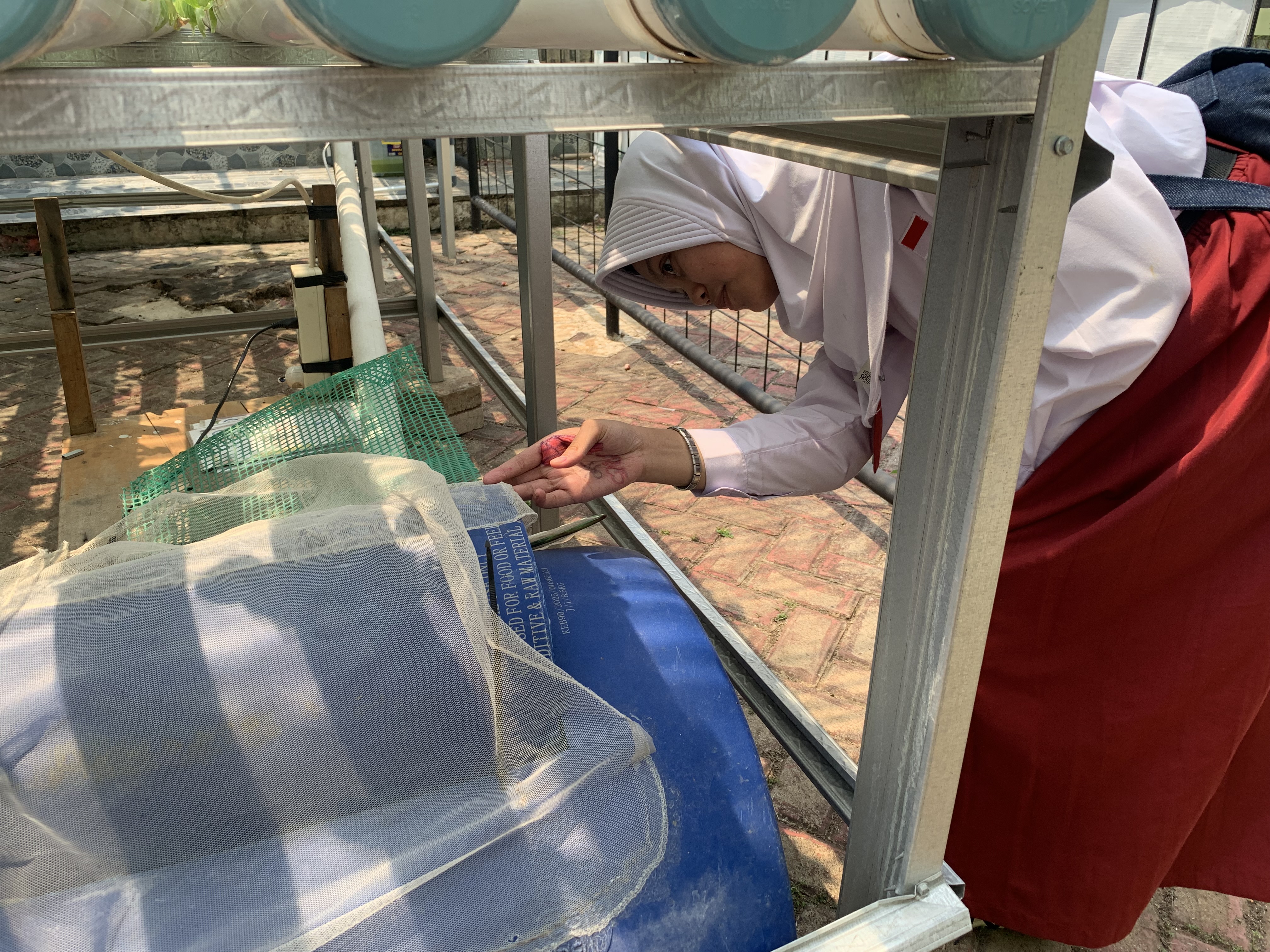Lahan Urban Farming SDN Lenteng Agung 07 Jakarta - Gambar 96