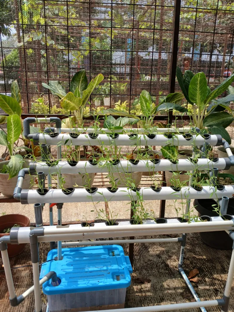 Lahan Urban Farming SMAN 109 Jakarta - Gambar 205