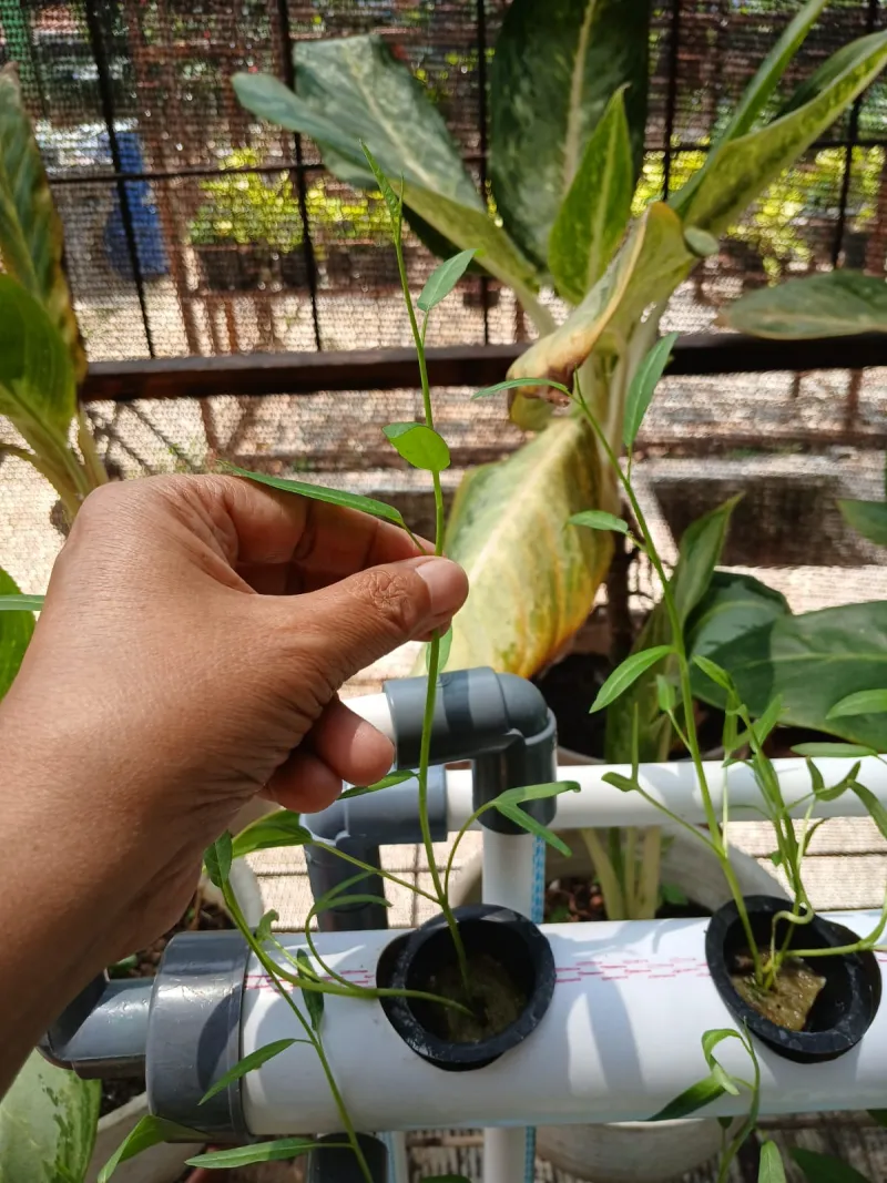 Lahan Urban Farming SMAN 109 Jakarta - Gambar 207