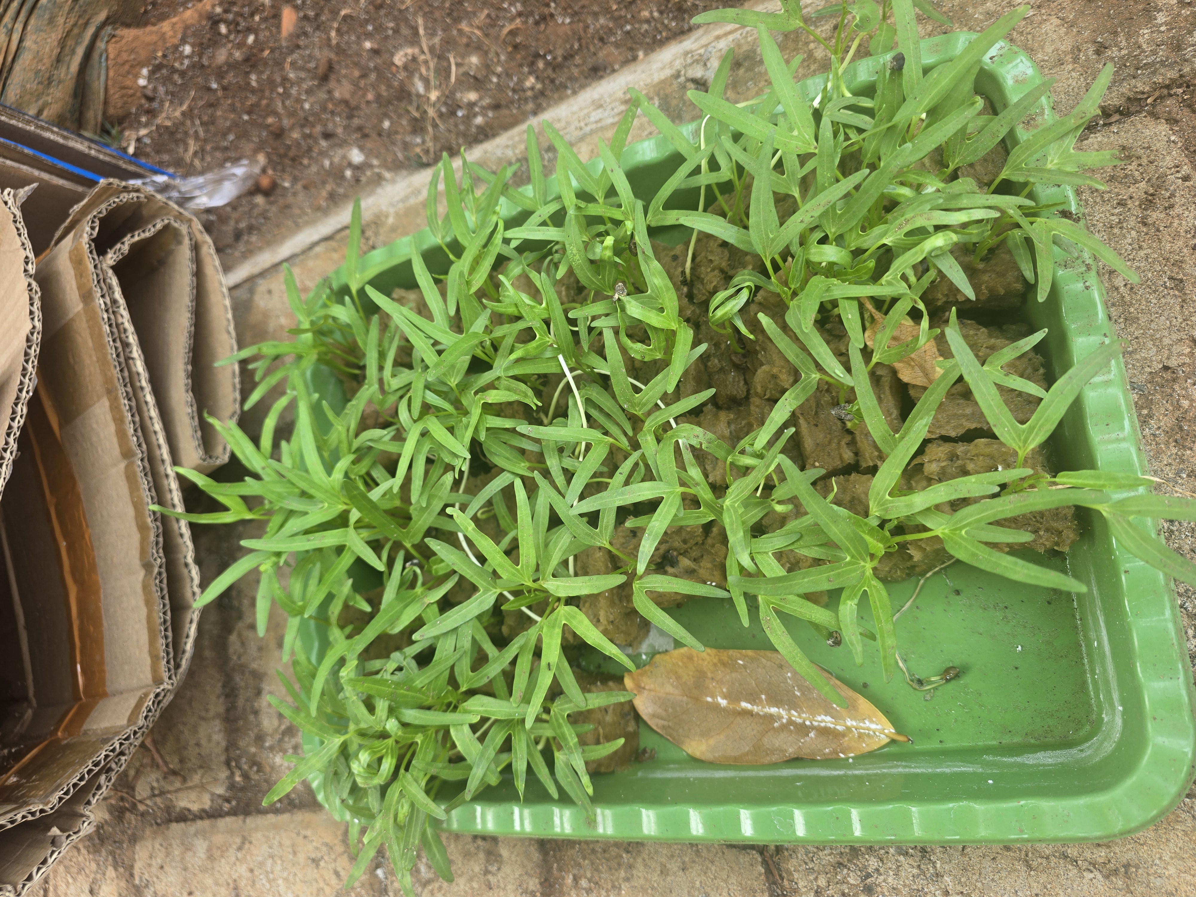 Lahan Urban Farming SLBN 01 Lebak Bulus - Gambar 68