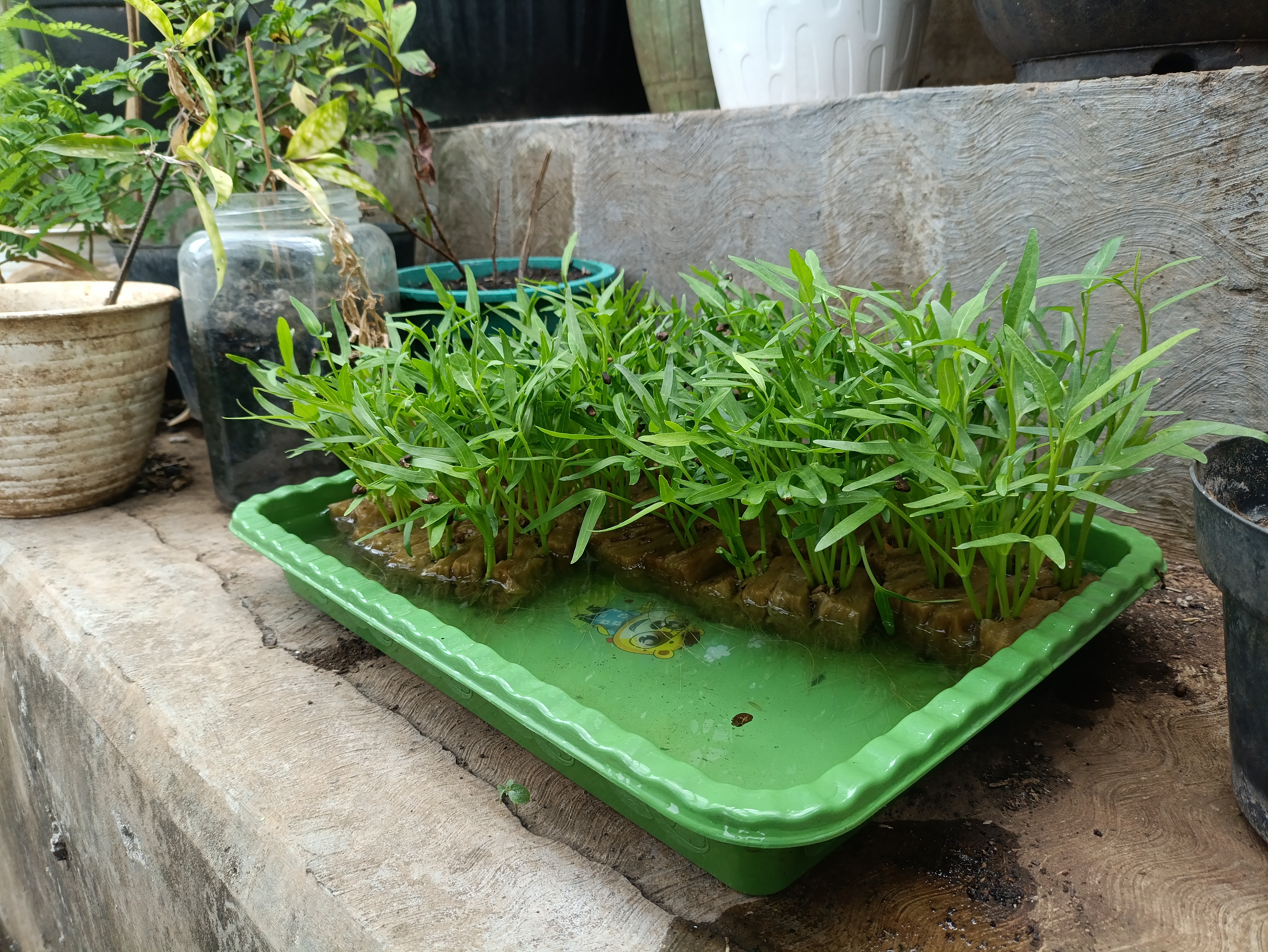 Lahan Urban Farming SMAN 63 Jakarta - Gambar 78