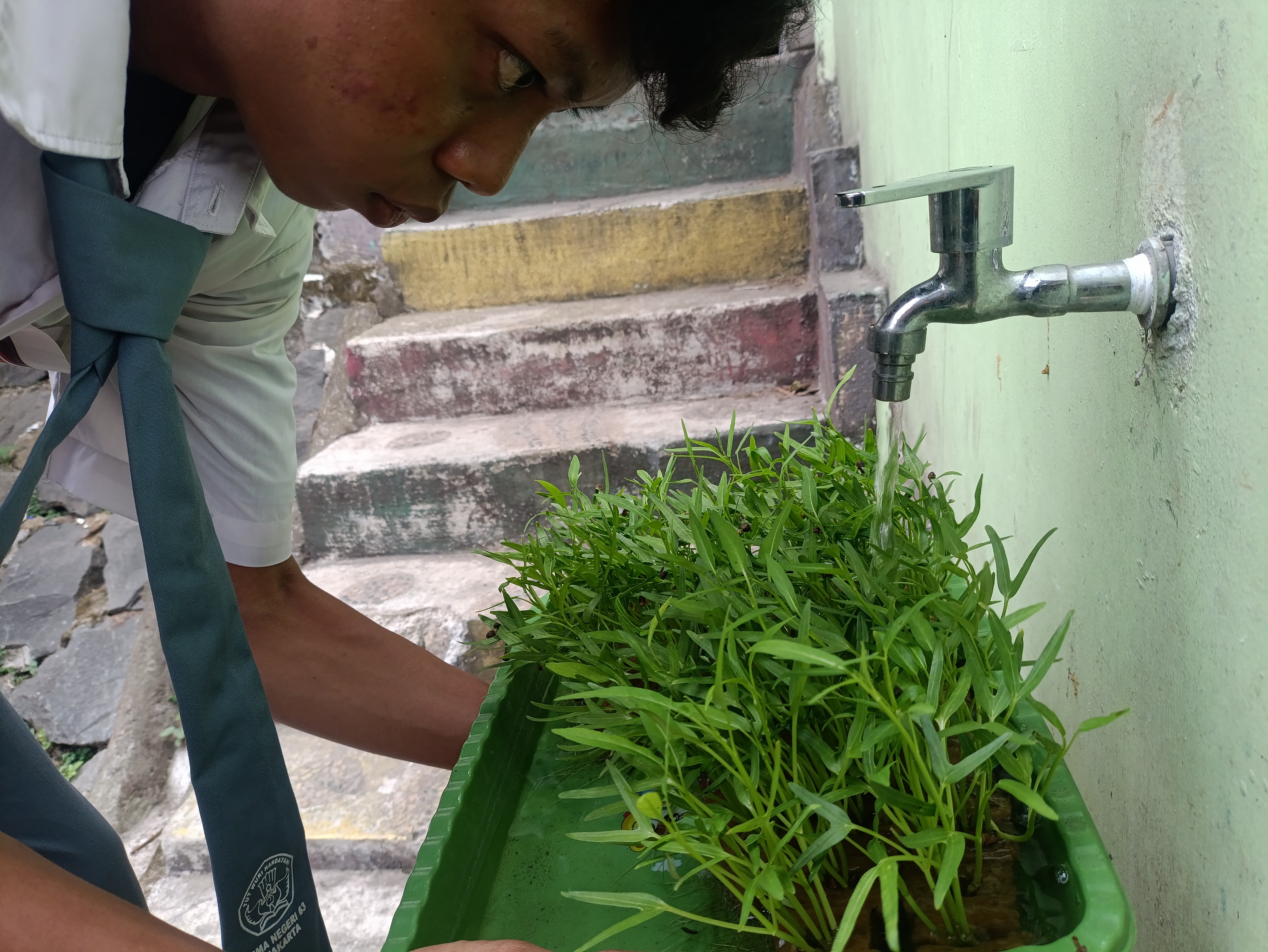 Lahan Urban Farming SMAN 63 Jakarta - Gambar 80