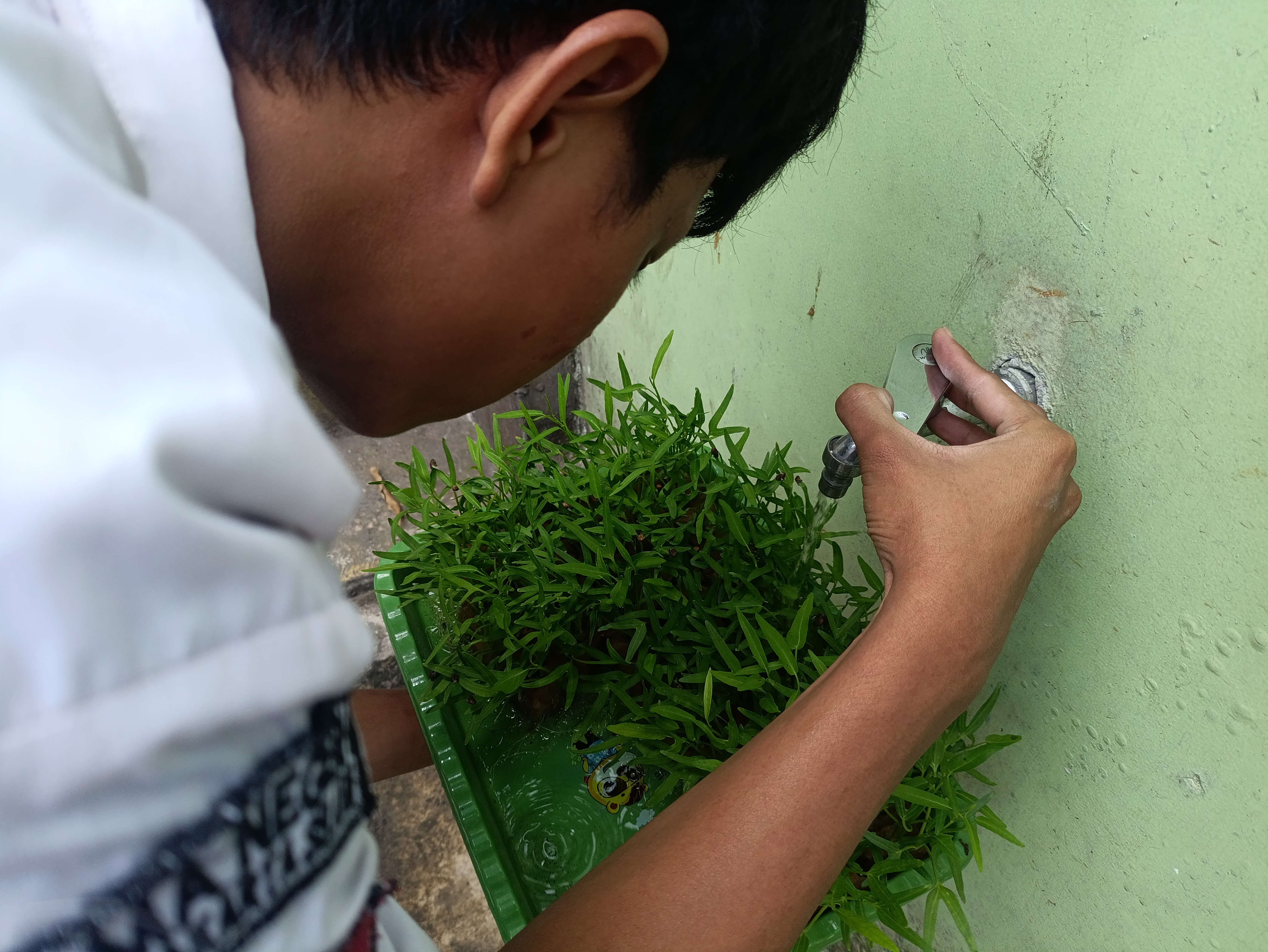 Lahan Urban Farming SMAN 63 Jakarta - Gambar 81
