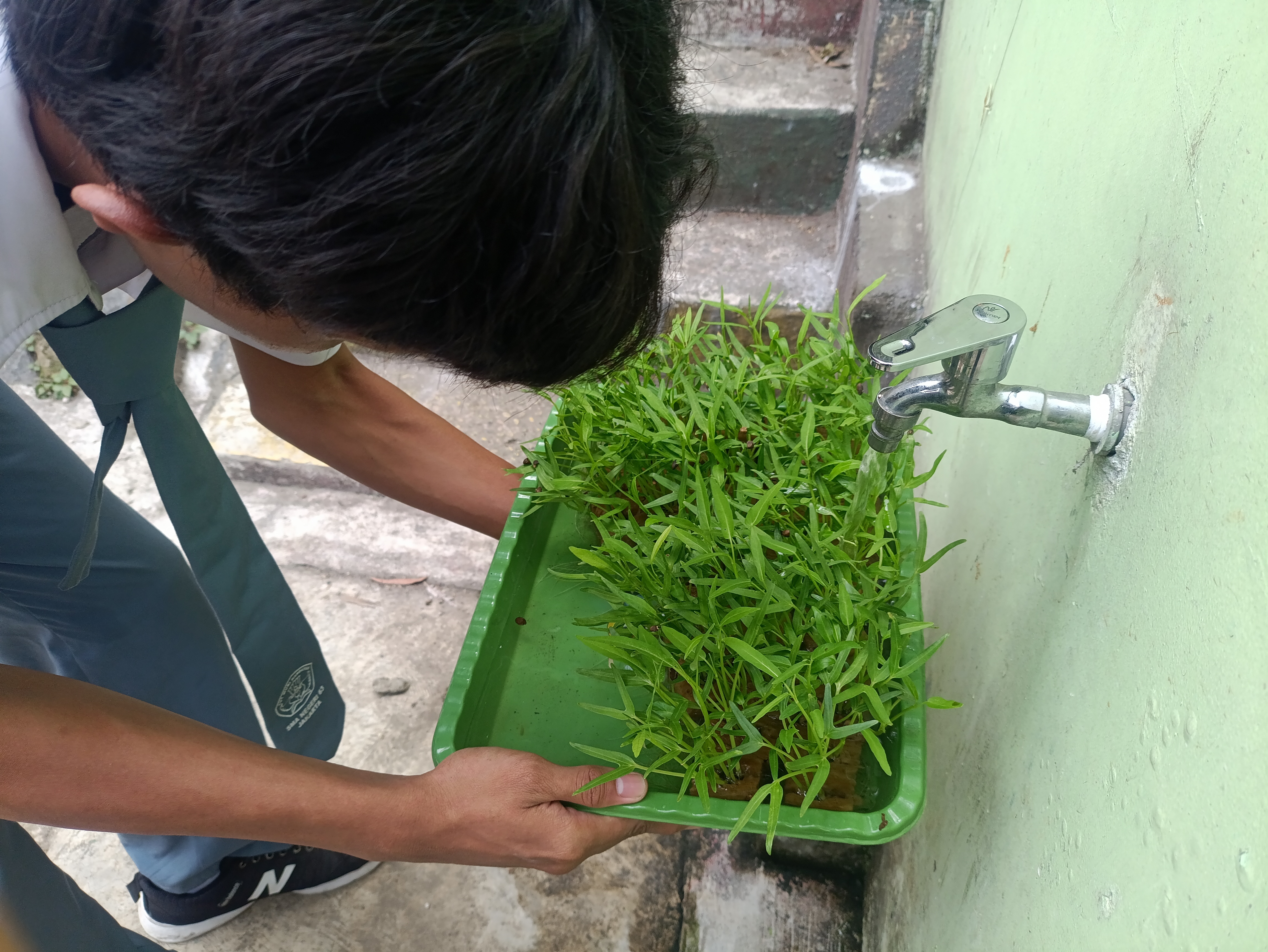 Lahan Urban Farming SMAN 63 Jakarta - Gambar 79