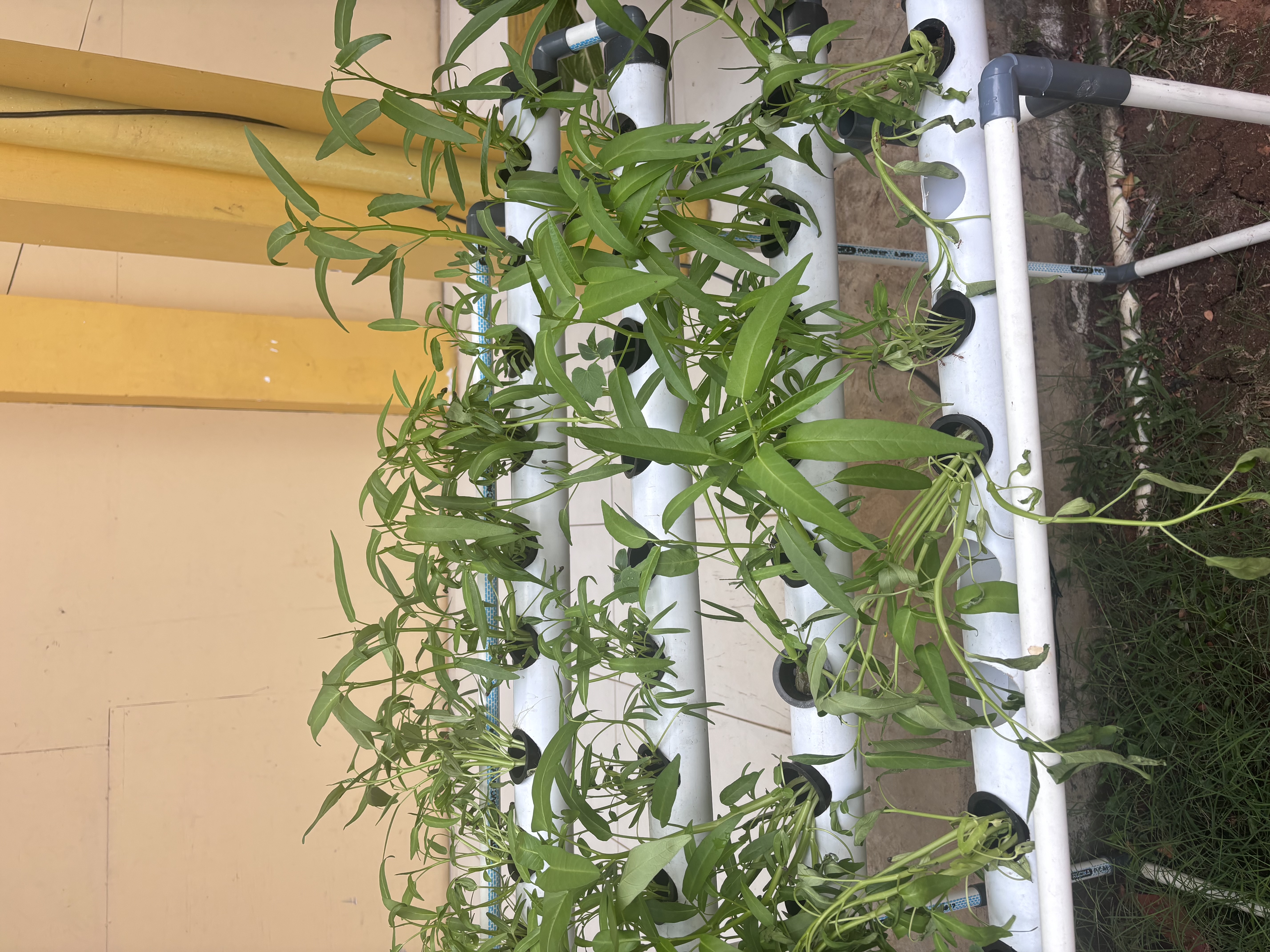 Lahan Urban Farming SLB A Pembina Tingkat Nasional - Gambar 116