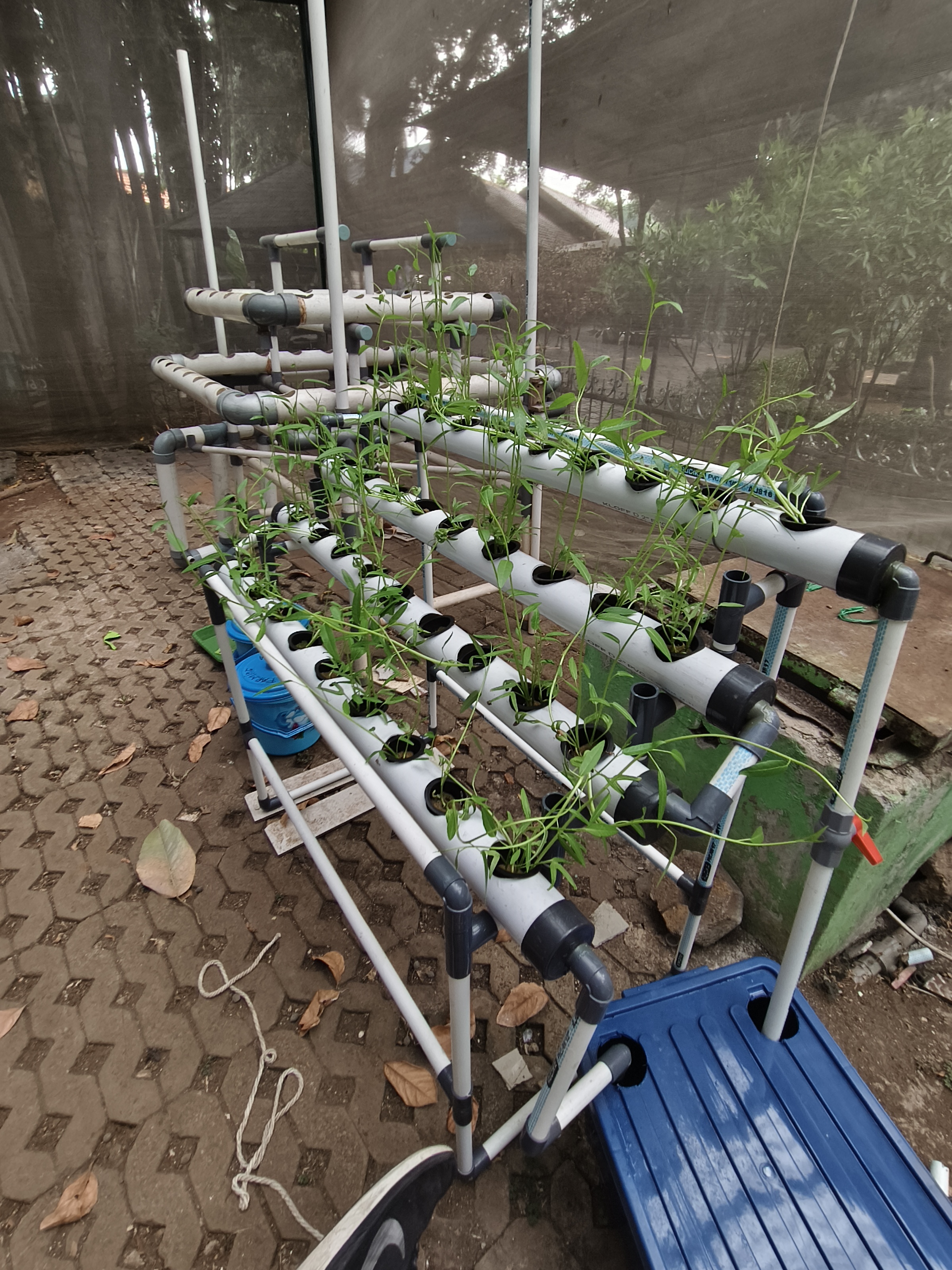 Lahan Urban Farming SMAN 34 Jakarta - Gambar 73